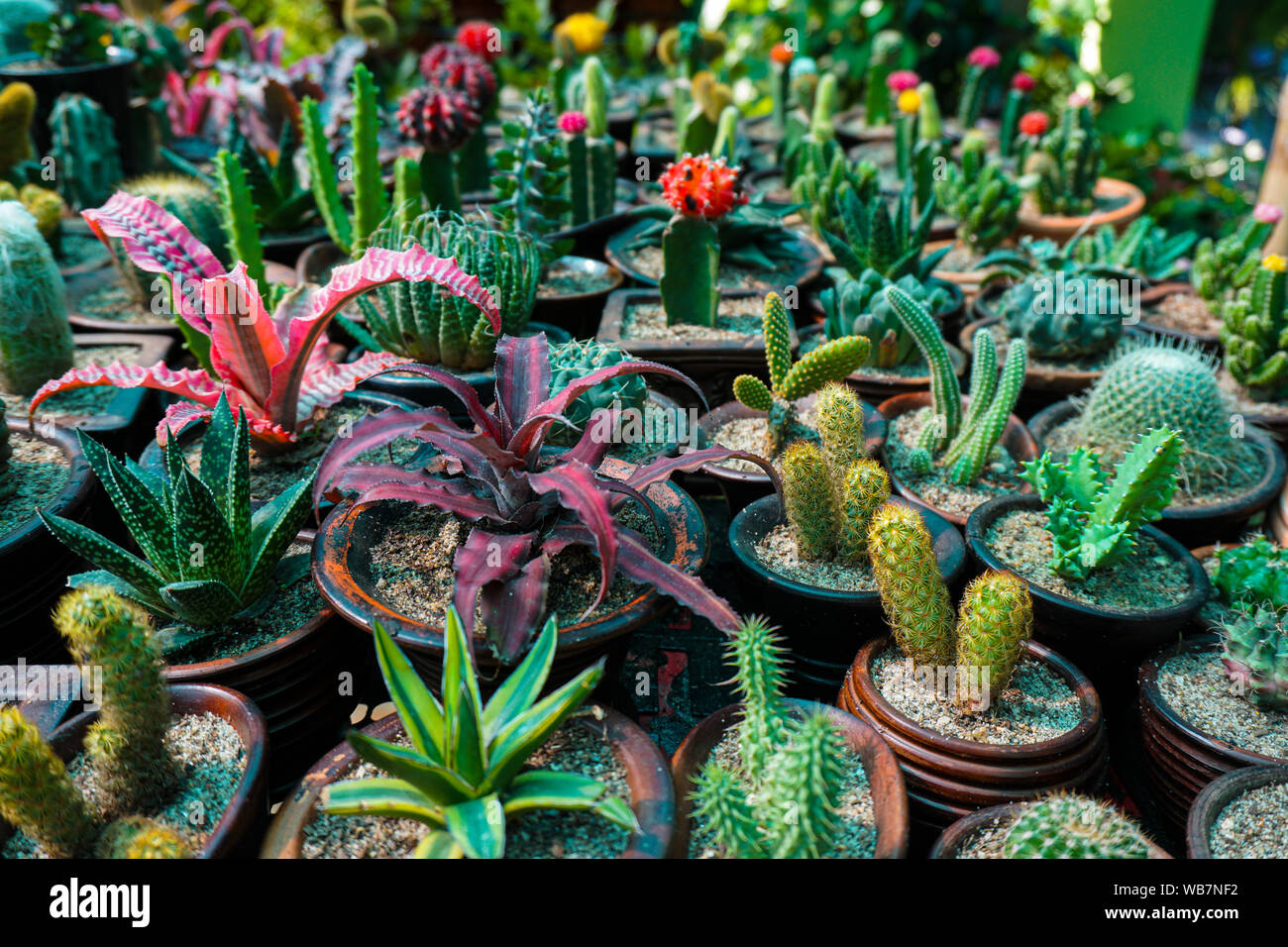 Beautiful cactus growing in pottery. Decorated cactus plants are increasing the beauty. Discover more about the type of cactus plants available here. Stock Photo