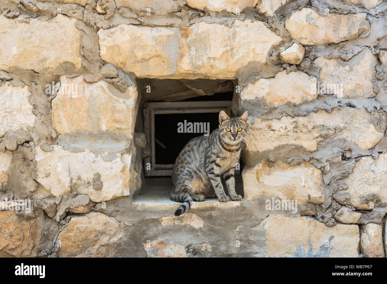 Tabby cat resting in a window opening of a stone wall Stock Photo