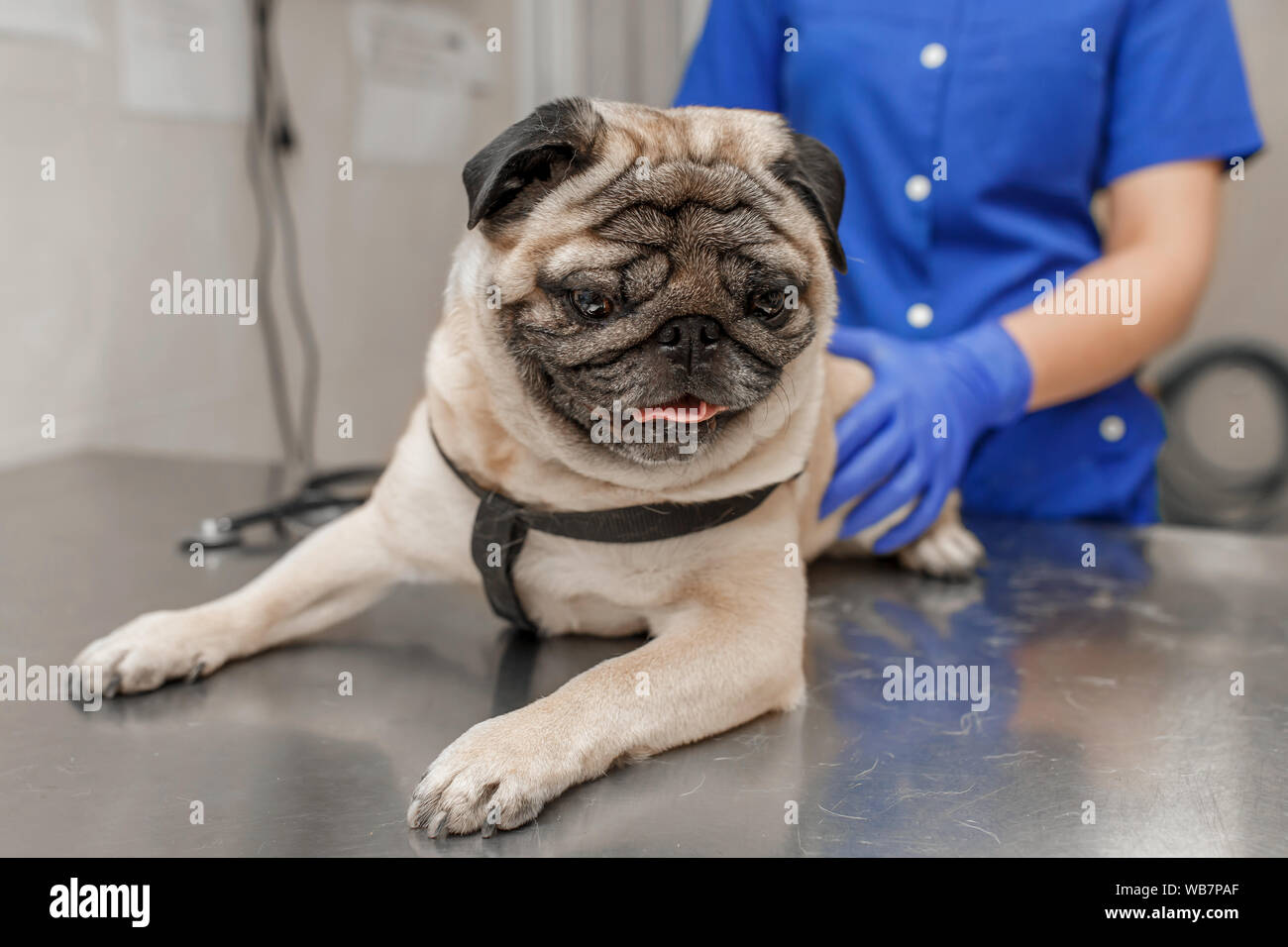 pug veterinarian near me