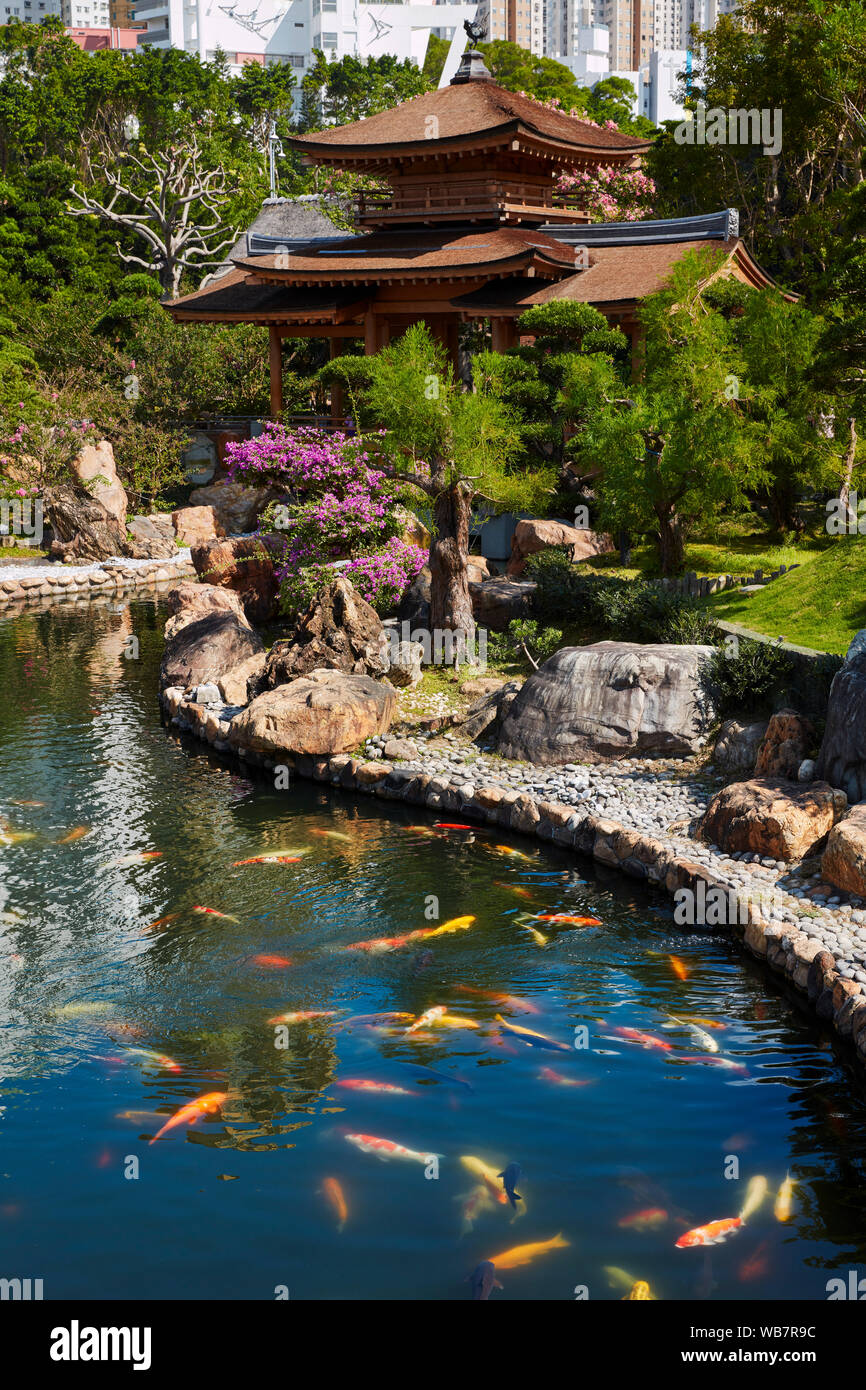 Chinese koi pond hi res stock photography and images Alamy