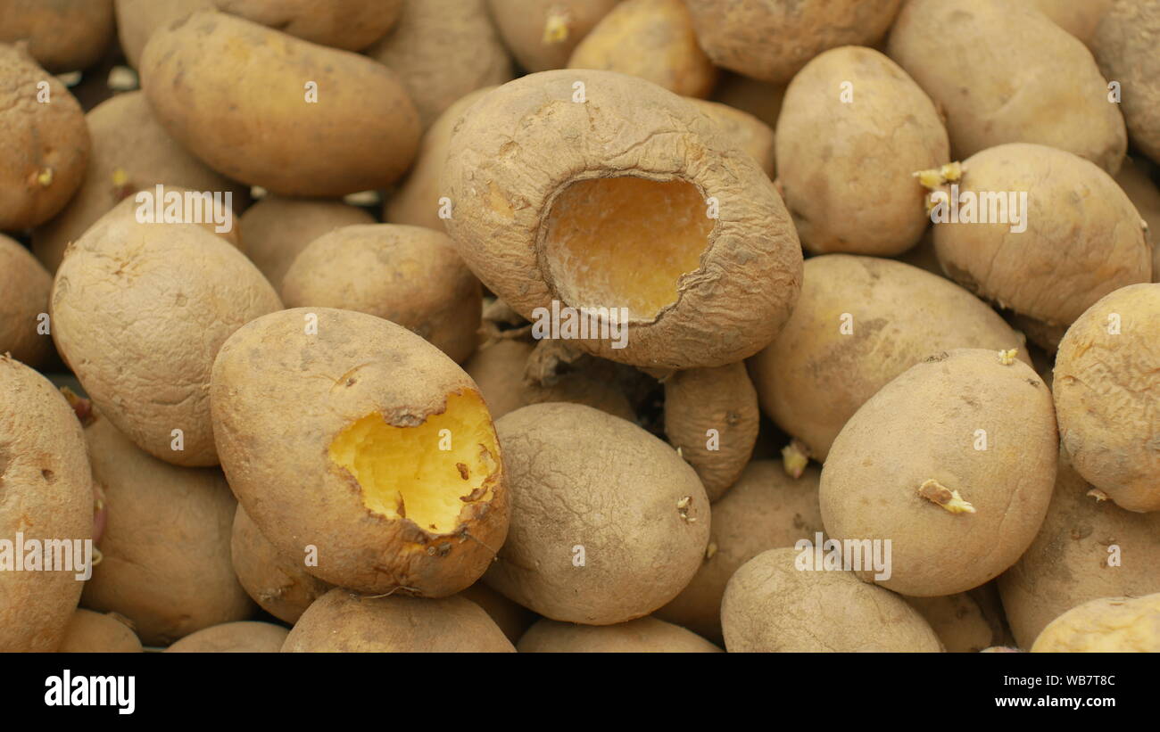 Potato diseases hires stock photography and images Alamy