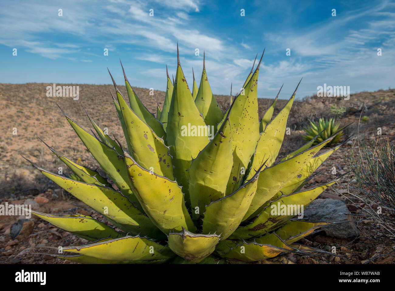 Mexican flora and cactus in the Mexican desert of the baja california peninsula Stock Photo