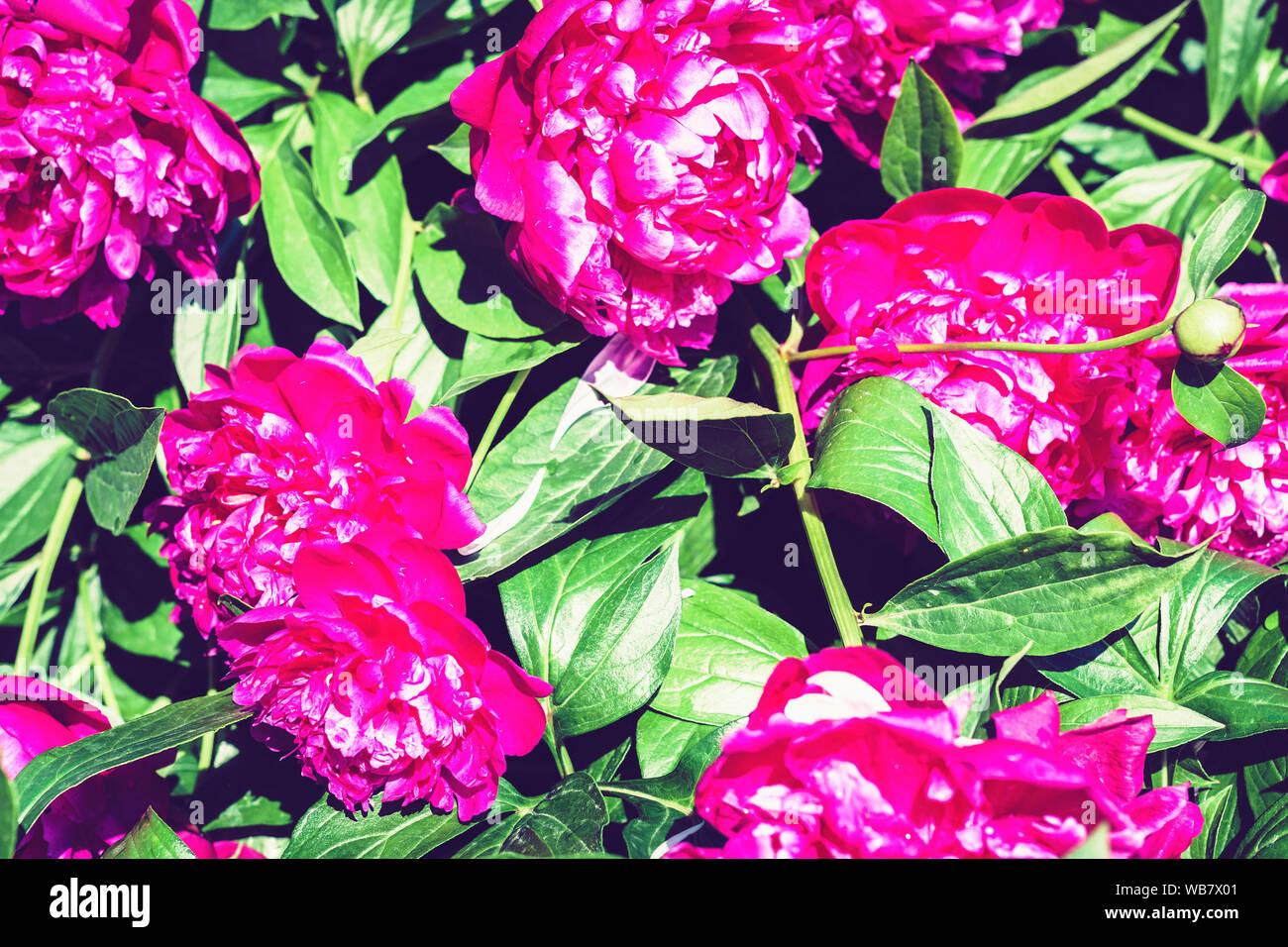 bush with flowers of pink peonies in the garden Stock Photo - Alamy