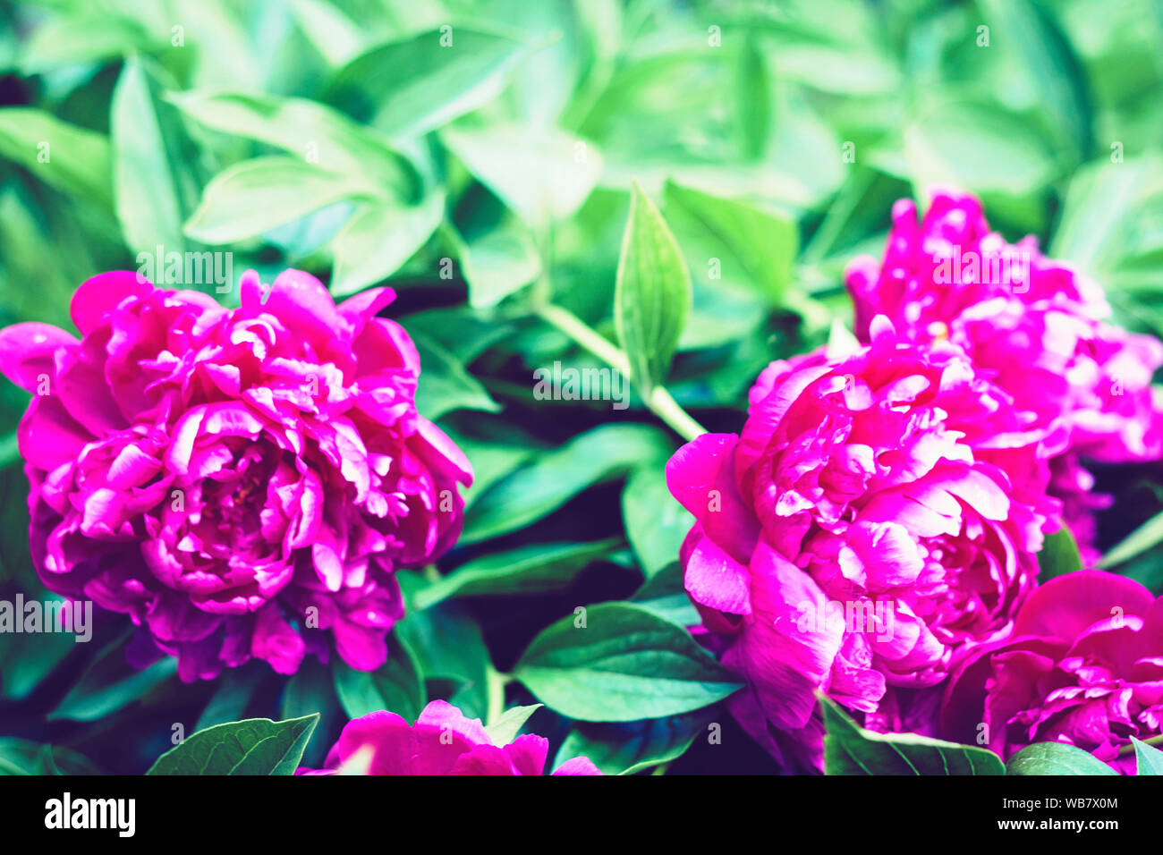 bush with flowers of pink peonies in the garden Stock Photo - Alamy