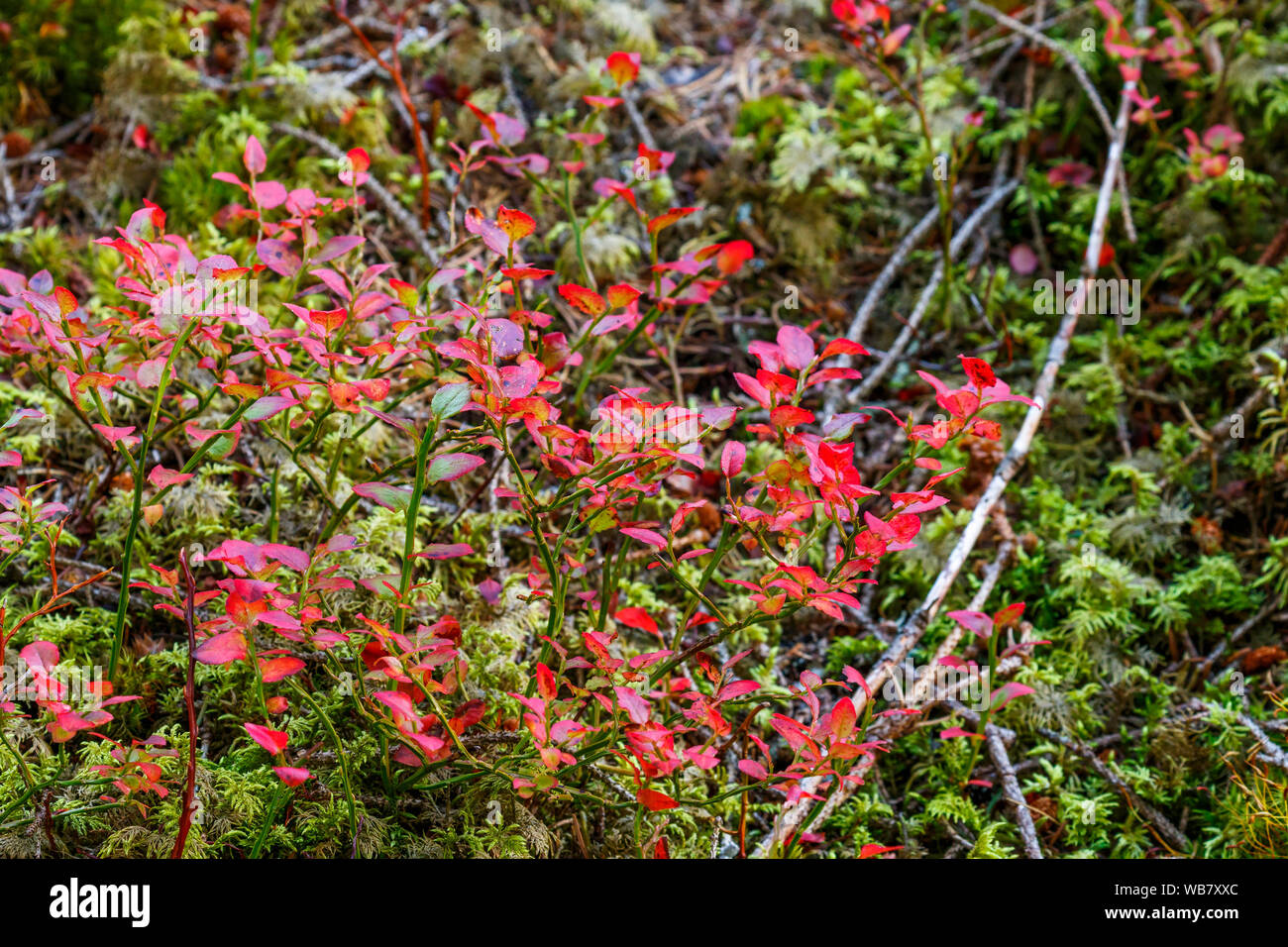 Red leaves of blueberry bushes Stock Photo Alamy