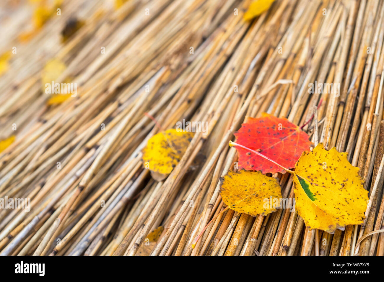 Red and yellow autumn leaves on a thatched roof Stock Photo - Alamy