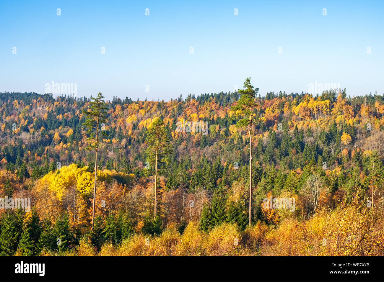 Aerial mixed boreal forest hi-res stock photography and images - Alamy