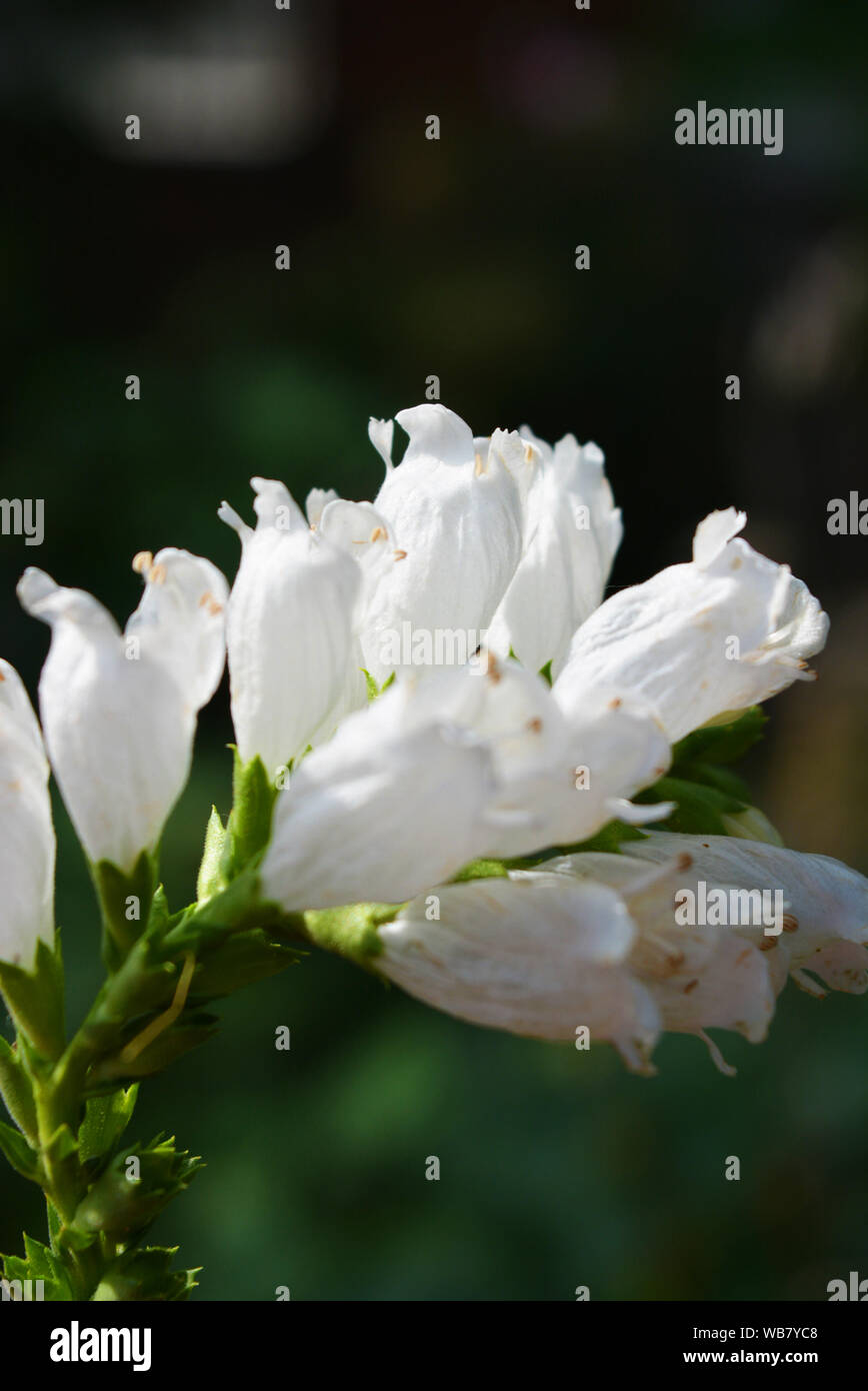 White perennial physostegia flowers in the form of small bells on green leafy background, lionshearts or false dragonheads. Stock Photo