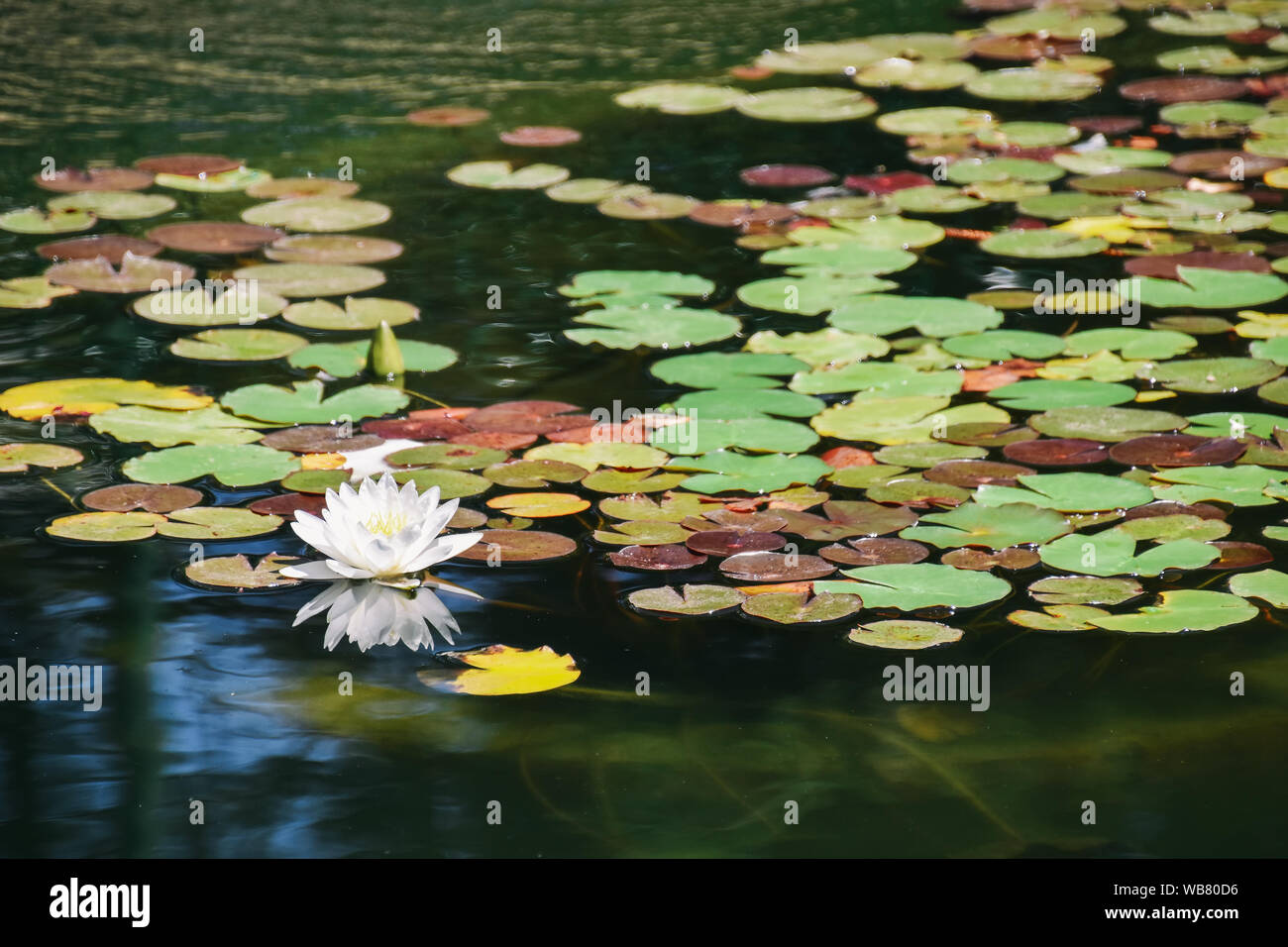 water lily petal with reflection on pond or lake Stock Photo