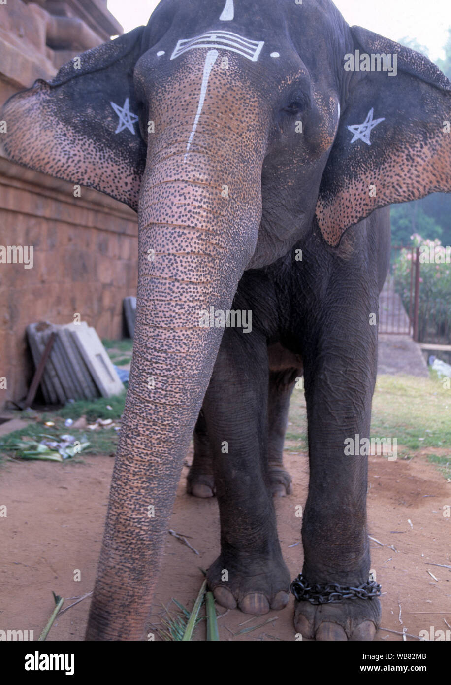 asia, asian,india large elephant decorated for ceremonial festivals Stock Photo