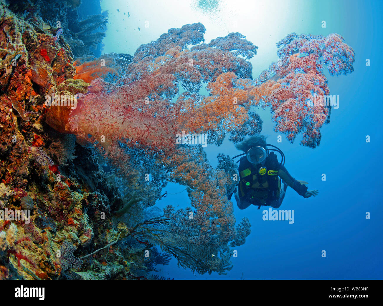 Scuba diver at a Tree soft coral (Nephtheidae), Pescador Island, Moalboal, Cebu, Visayas, Philippines Stock Photo