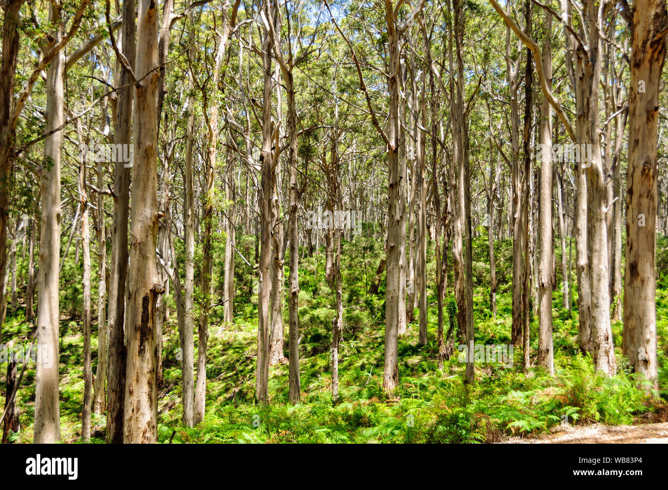 Boranup Karri Forest along the Caves Road - Margaret River Region, WA, Australia Stock Photo
