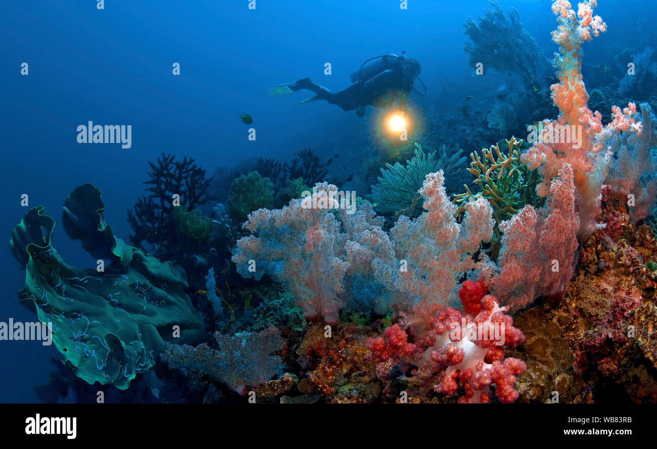 Taucher in einem bunten Korallenriff mit dominierenden Bäumchen-Weichkorallen (Nephtheidae), Moalboal, Cebu, Visayas, Philippinen | Scuba diver in a c Stock Photo
