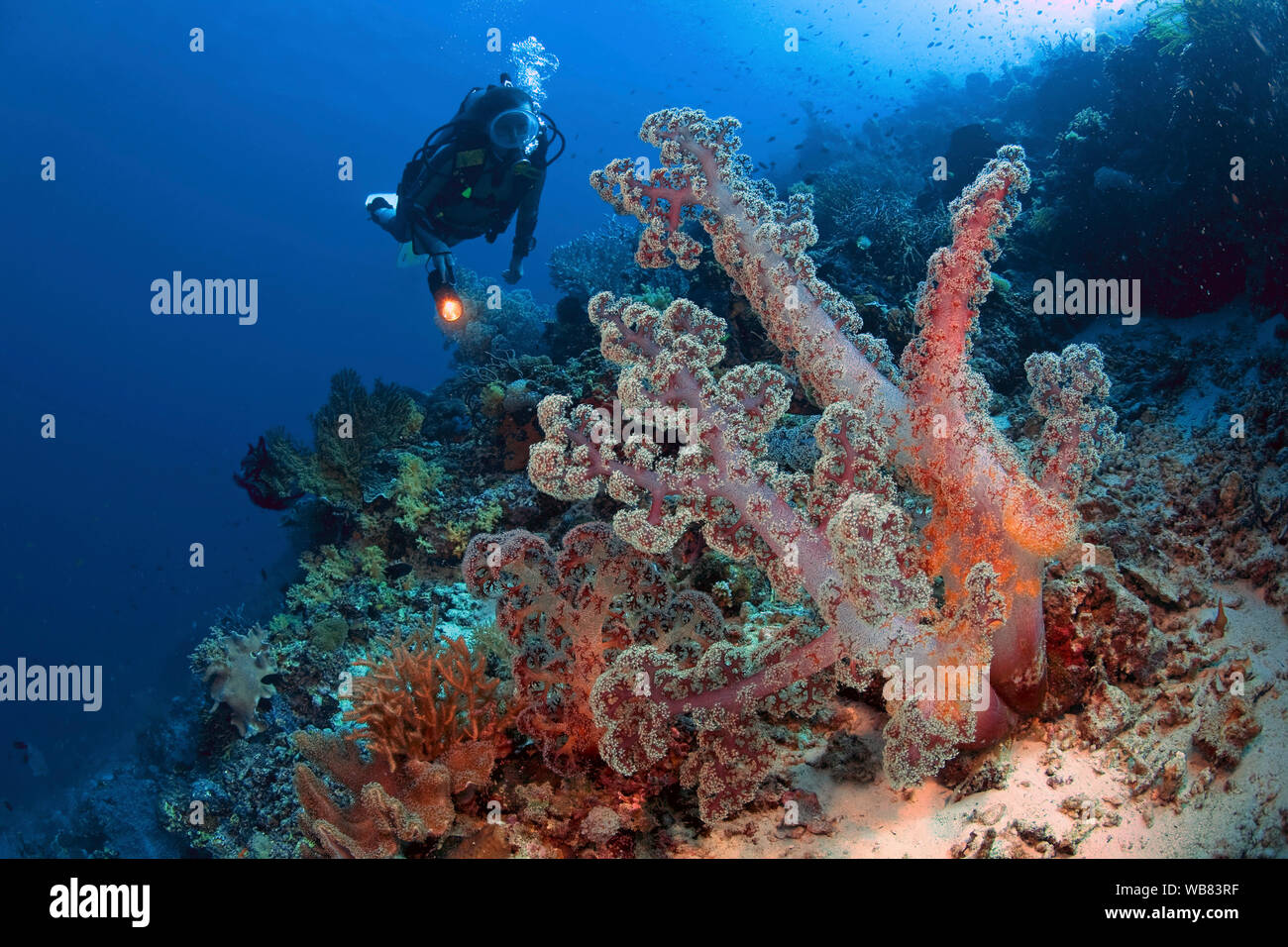 Scuba diver at a Tree soft coral (Nephtheidae), Pescador Island, Moalboal, Cebu, Visayas, Philippines Stock Photo
