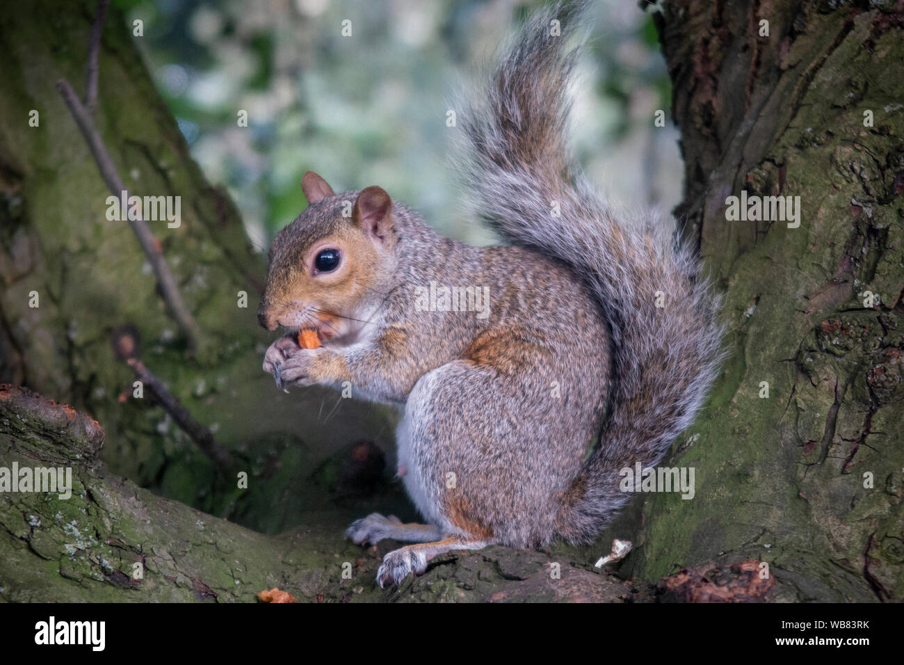 Squirrel eating chestnut hires stock photography and images Alamy