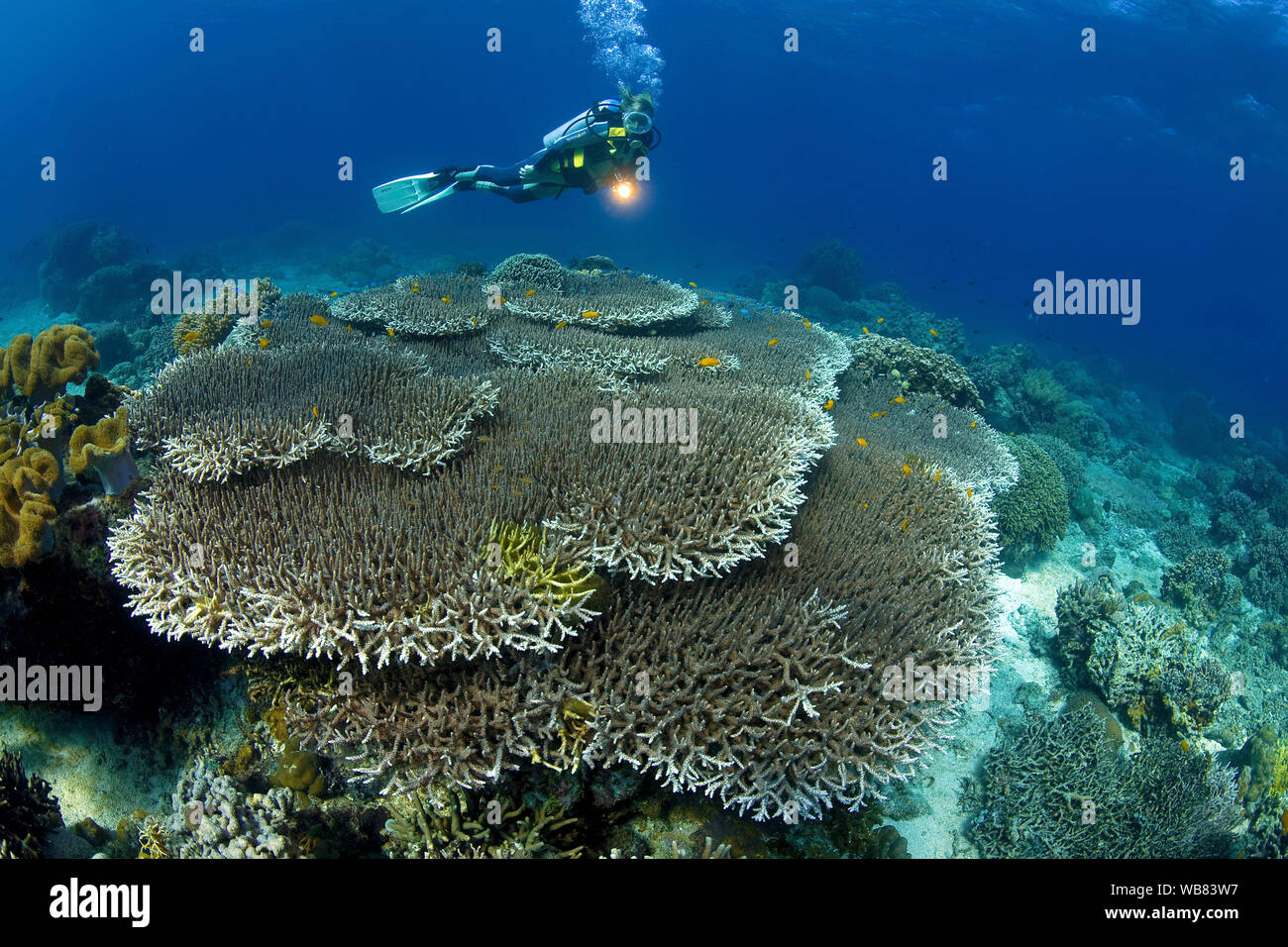 Scuba diver in a coral reef with dominating Acropora table corals (Acropora hyacinthus), Apo- reef, Dumaguete, Negros, Visayas, Philippines Stock Photo