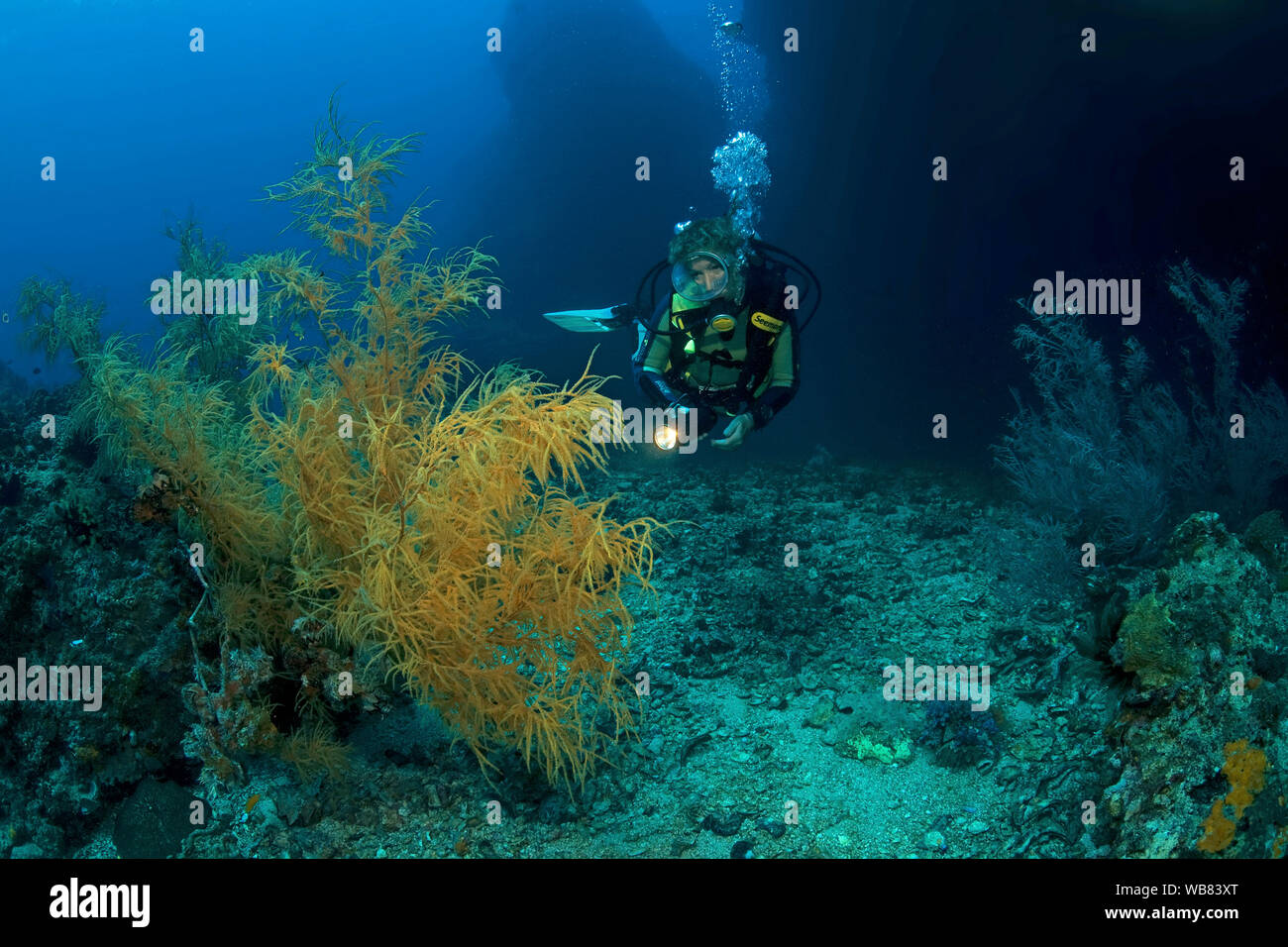 Scuba diver at a Black coral (Antipathes dichotoma), Malapascua, Cebu, Philippines Stock Photo