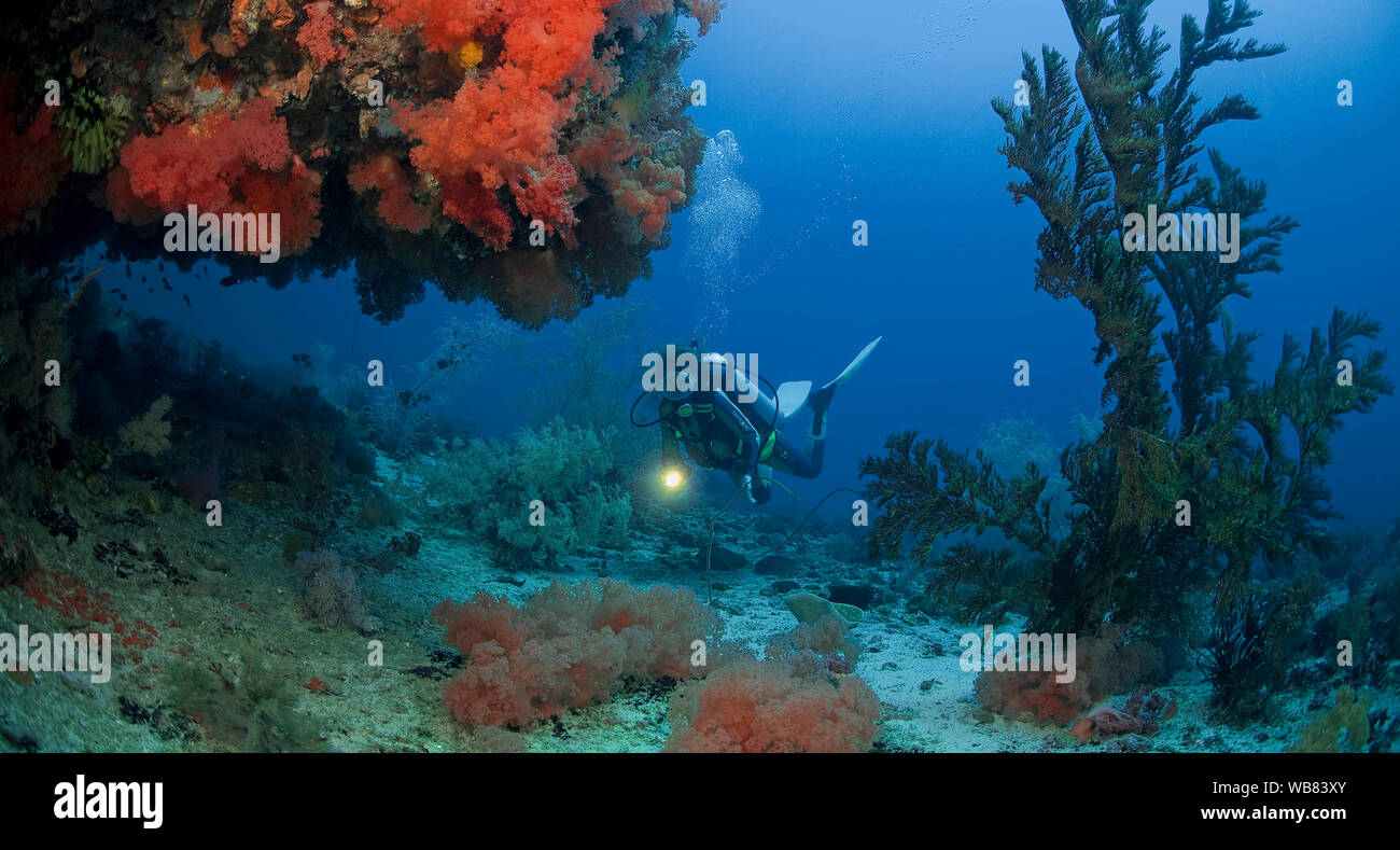 Scuba diver in a coral reef with red soft corals (Nephtheidae), Malapascua, Cebu, Philippines Stock Photo