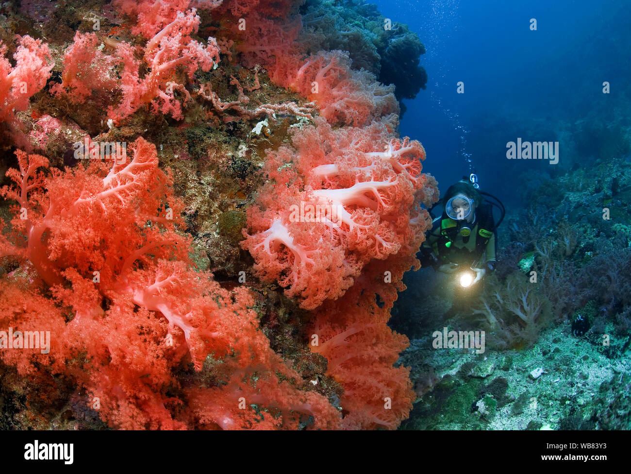 Scuba diver in a coral reef with red soft corals (Nephtheidae), Malapascua, Cebu, Philippines Stock Photo