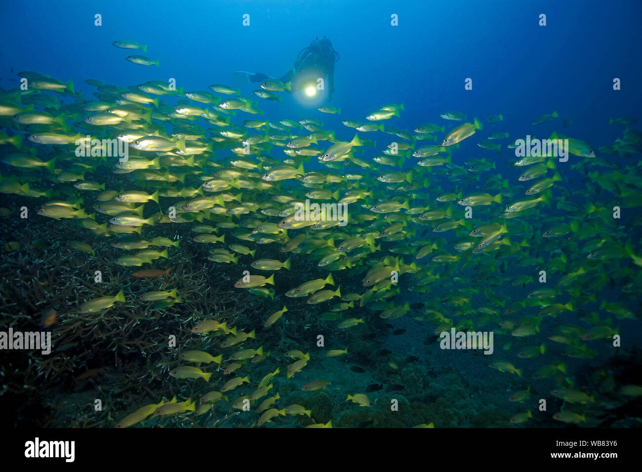 Scuba diver at Bigeye snappers (Lutjanus lutjanus), schooling, Negros, Visayas, Philippines Stock Photo