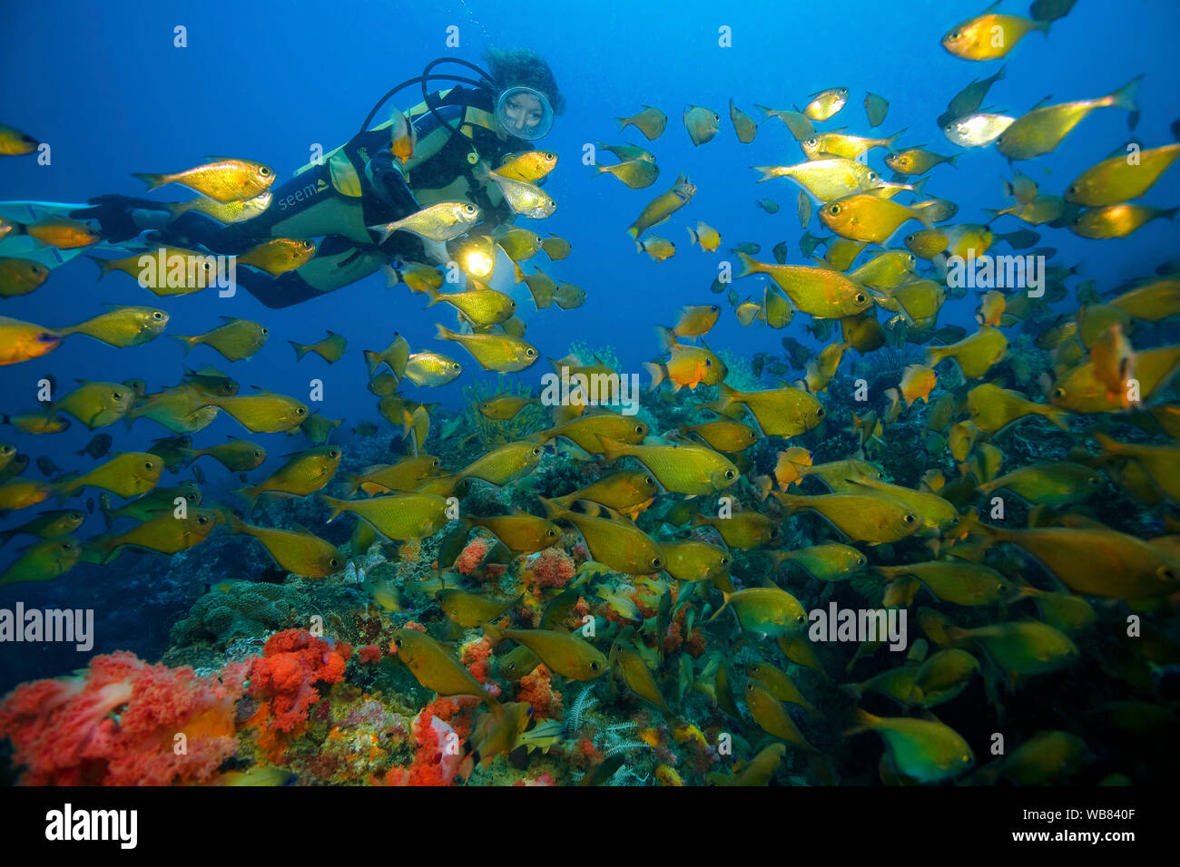 Scuba diver at a schooling Dusky sweeper (Pempheris adusta), Malapascua, Cebu, Philippines Stock Photo