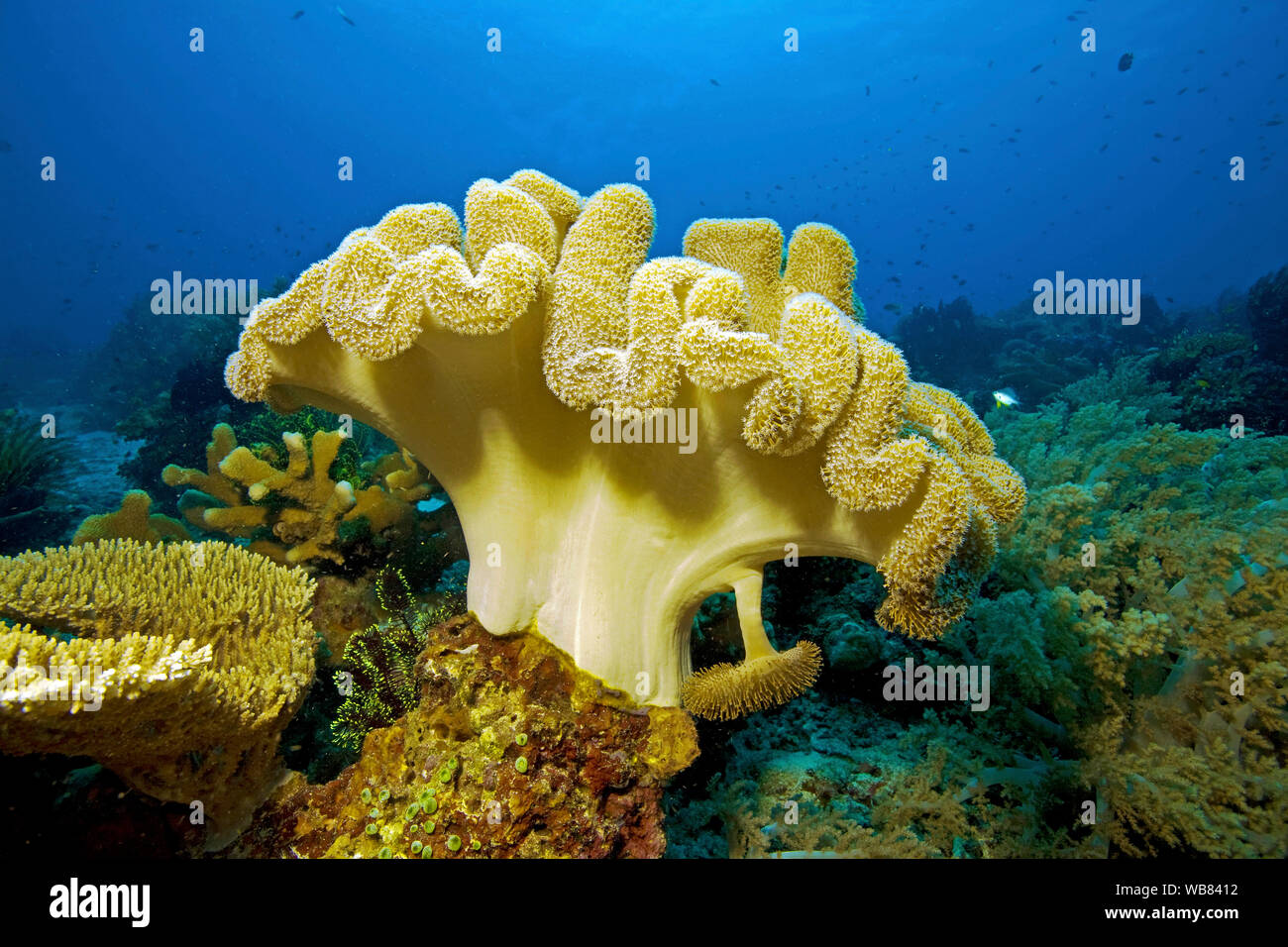 Mushroom leather coral or Common Toadstool Coral (Sarcophyton glaucum), Cebu, Visayas, Philippines Stock Photo