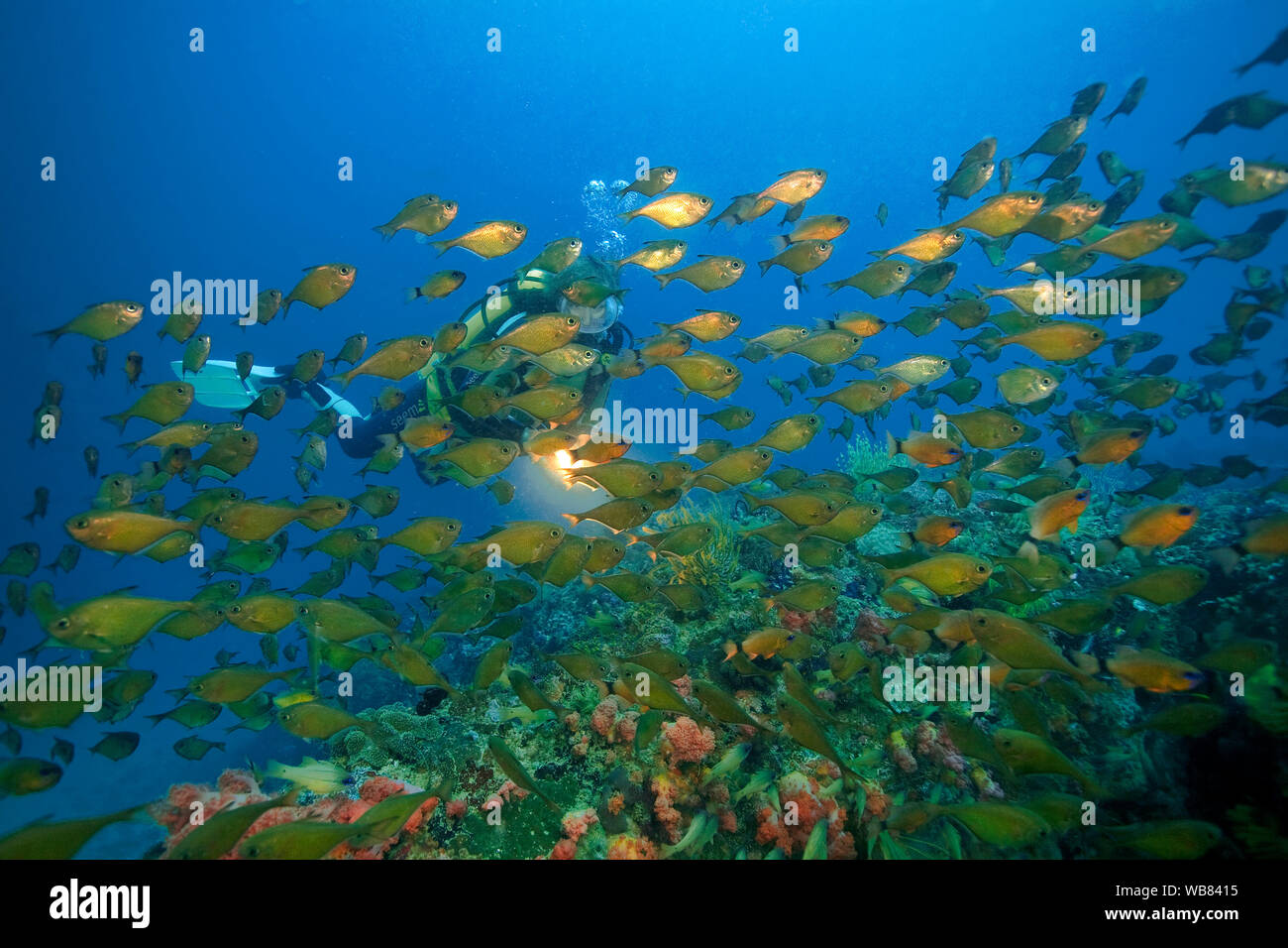 Scuba diver at a schooling Dusky sweeper (Pempheris adusta), Malapascua, Cebu, Philippines Stock Photo