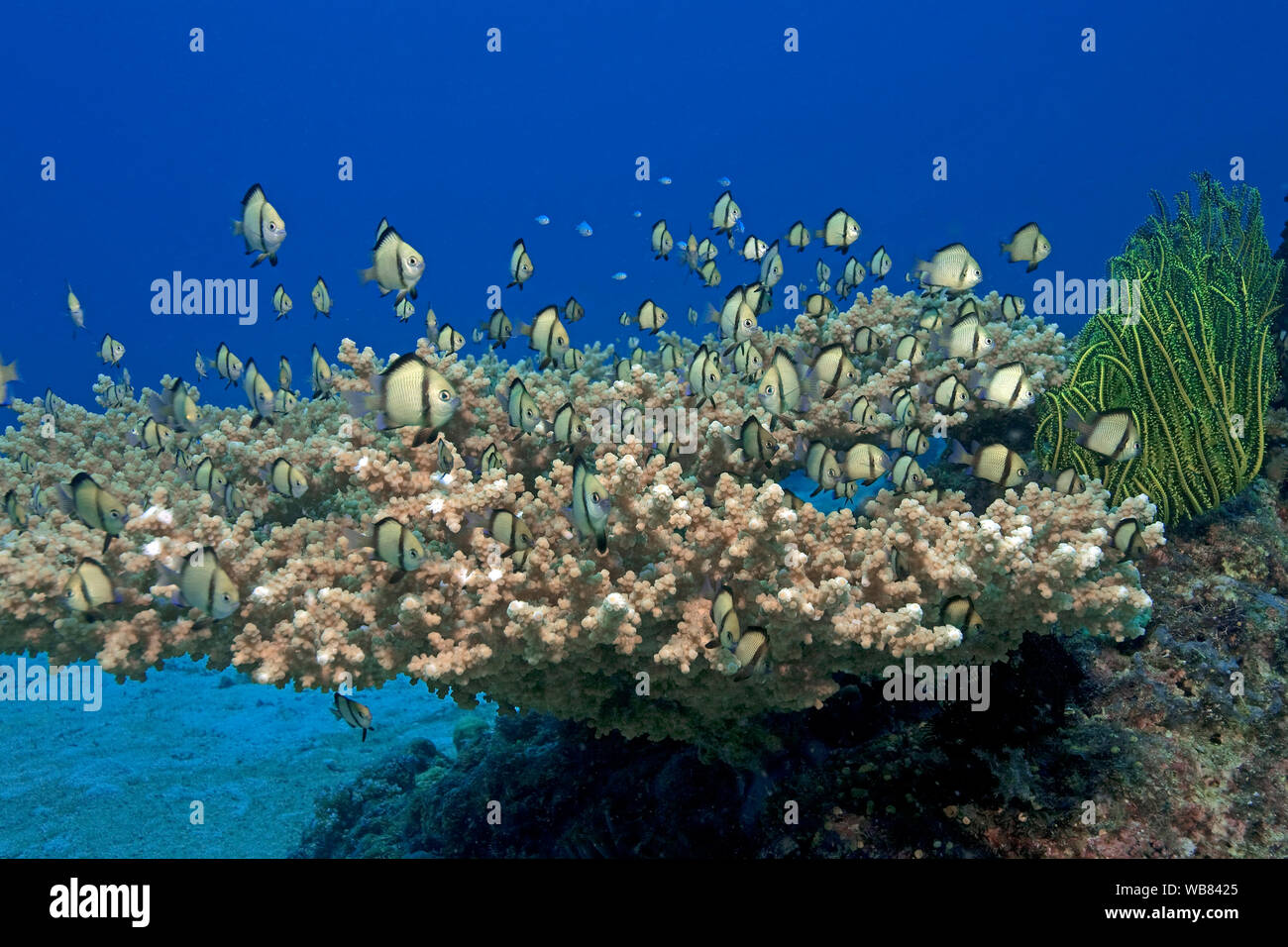 Reticulated dascyllus (Dascyllus reticulatus), cruising over a table coral, Malapascua, Cebu, Philippines Stock Photo