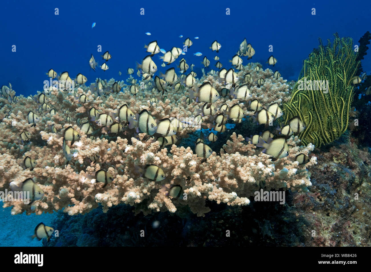 Reticulated dascyllus (Dascyllus reticulatus), cruising over a table coral, Malapascua, Cebu, Philippines Stock Photo