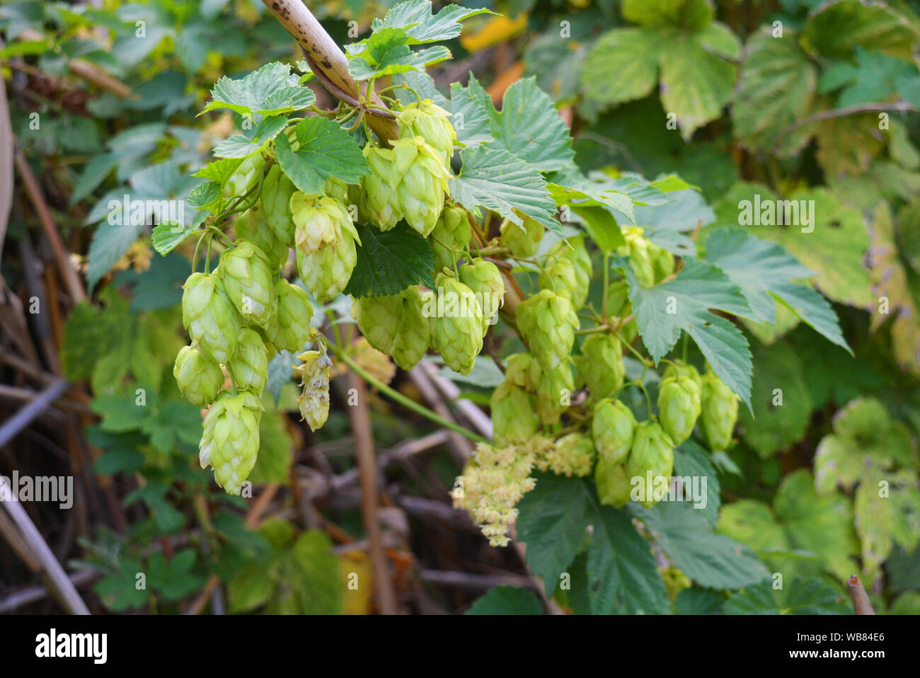 Beautiful and vibrant green hop leaves with ripe flowers and a vine, humulus flowering plants, family Cannabaceae. Stock Photo