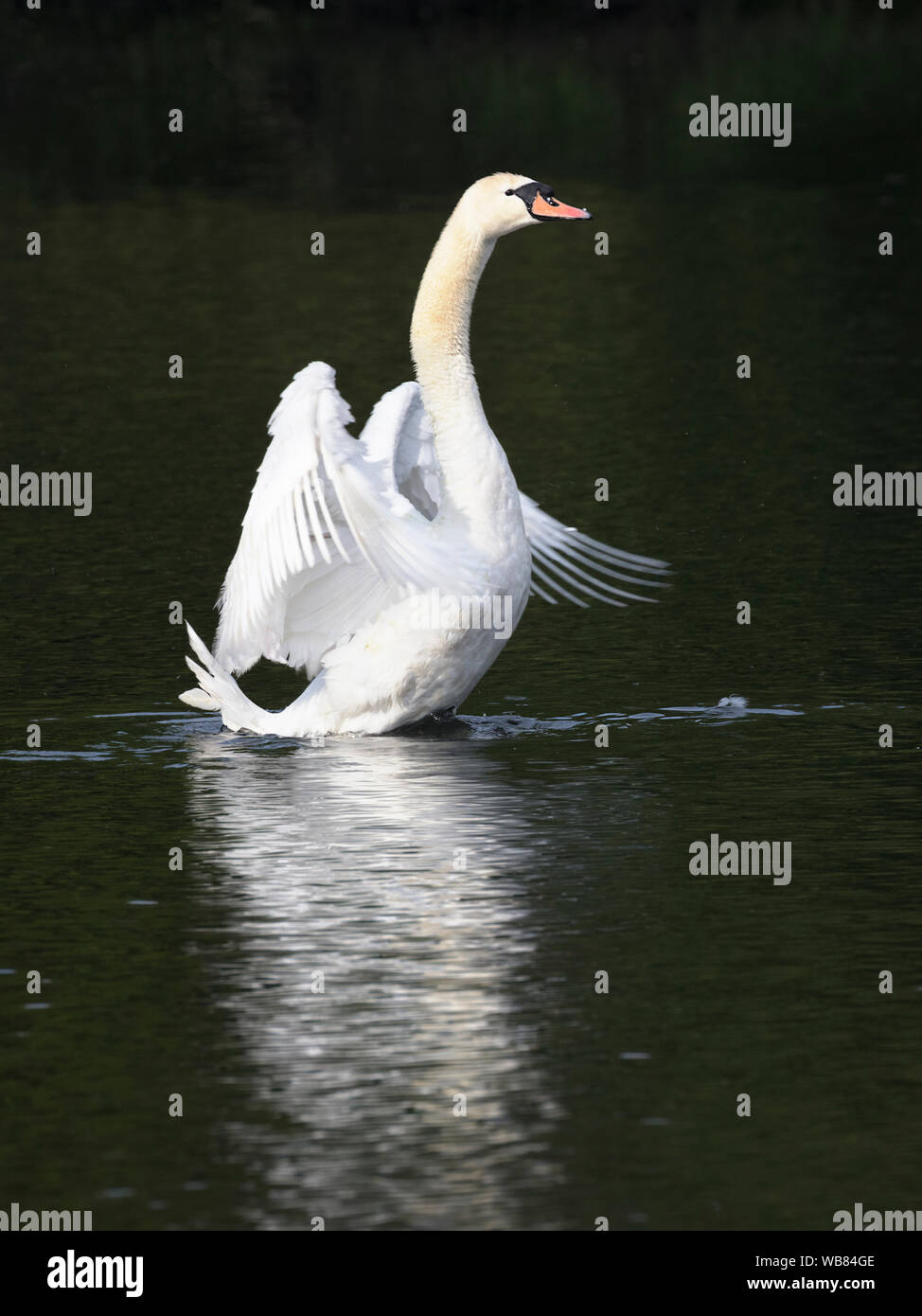 Adult Mute Swan (Cygnus olor) flapping its wings during preening Stock Photo
