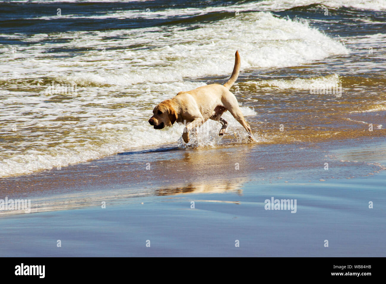 Labrador Retriever at a Baltic Sea beach Stock Photo
