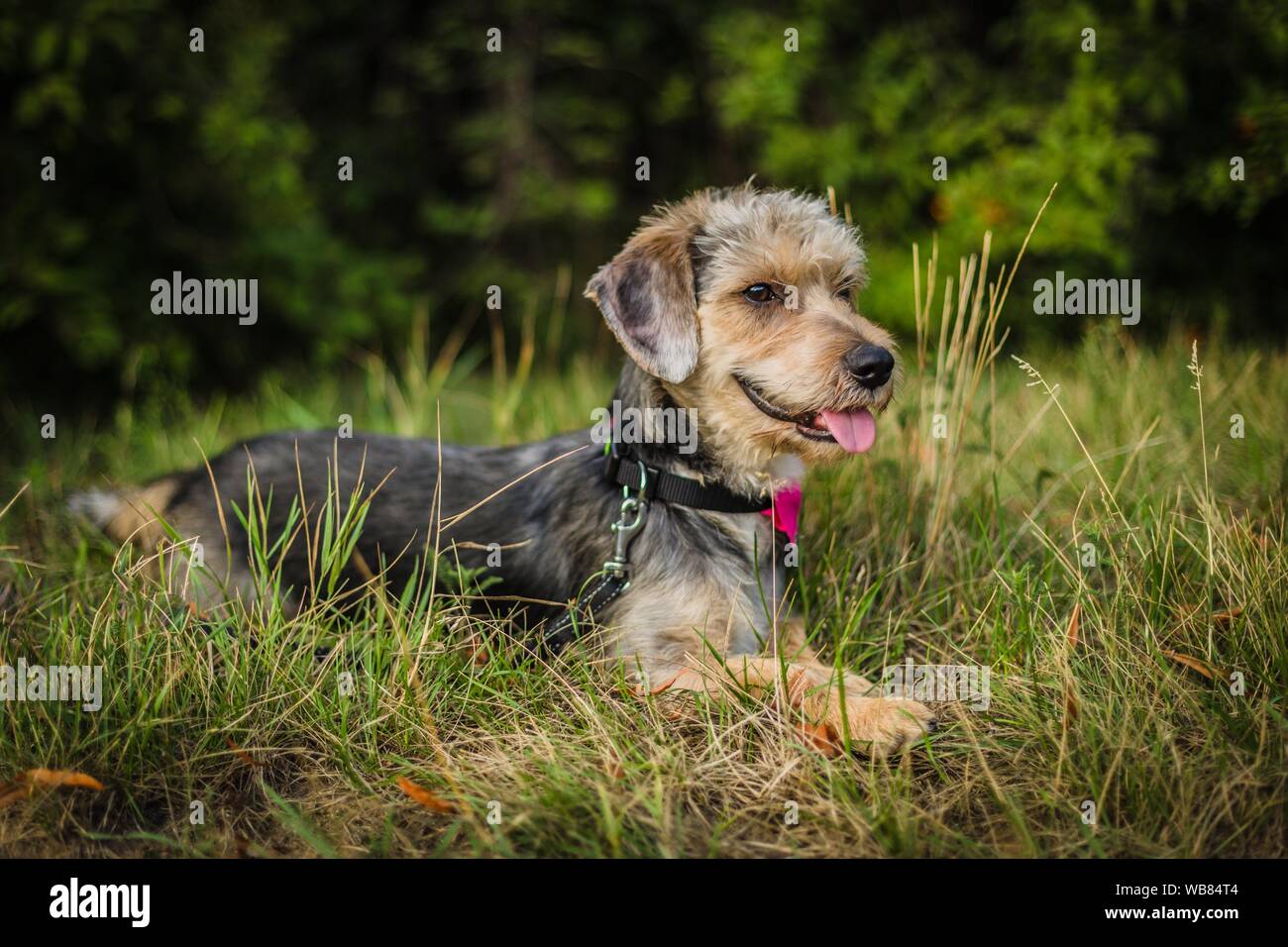 Portrait of cute mixed breed brown and grey yorkshire terrier lying in ...
