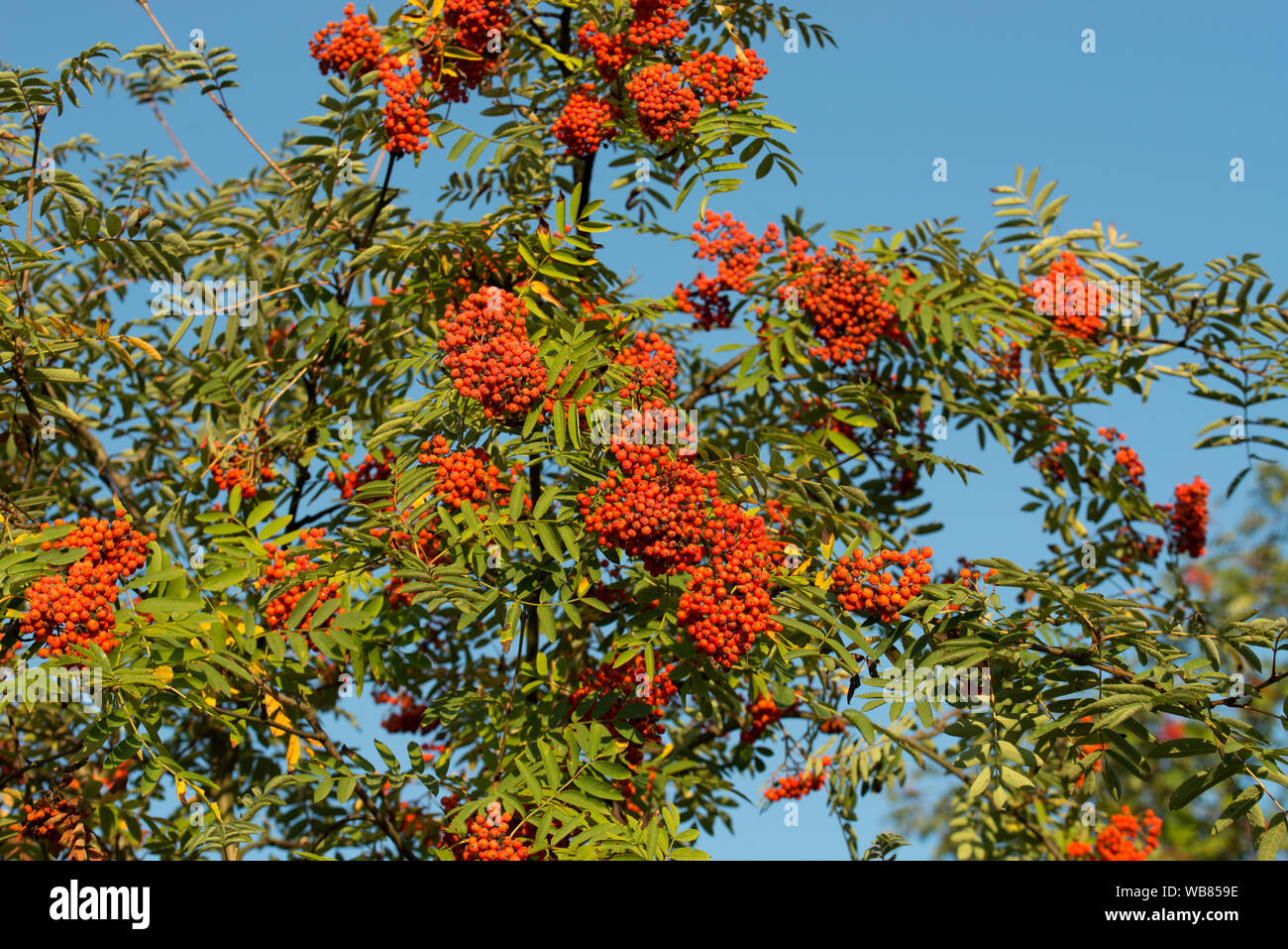 Wild blue berries hi-res stock photography and images - Alamy
