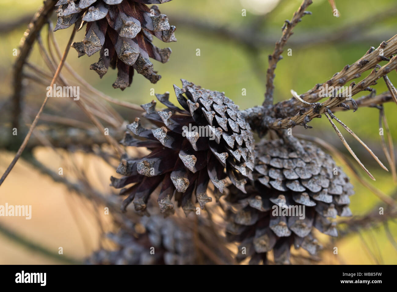 pine cones on twig closeup Stock Photo