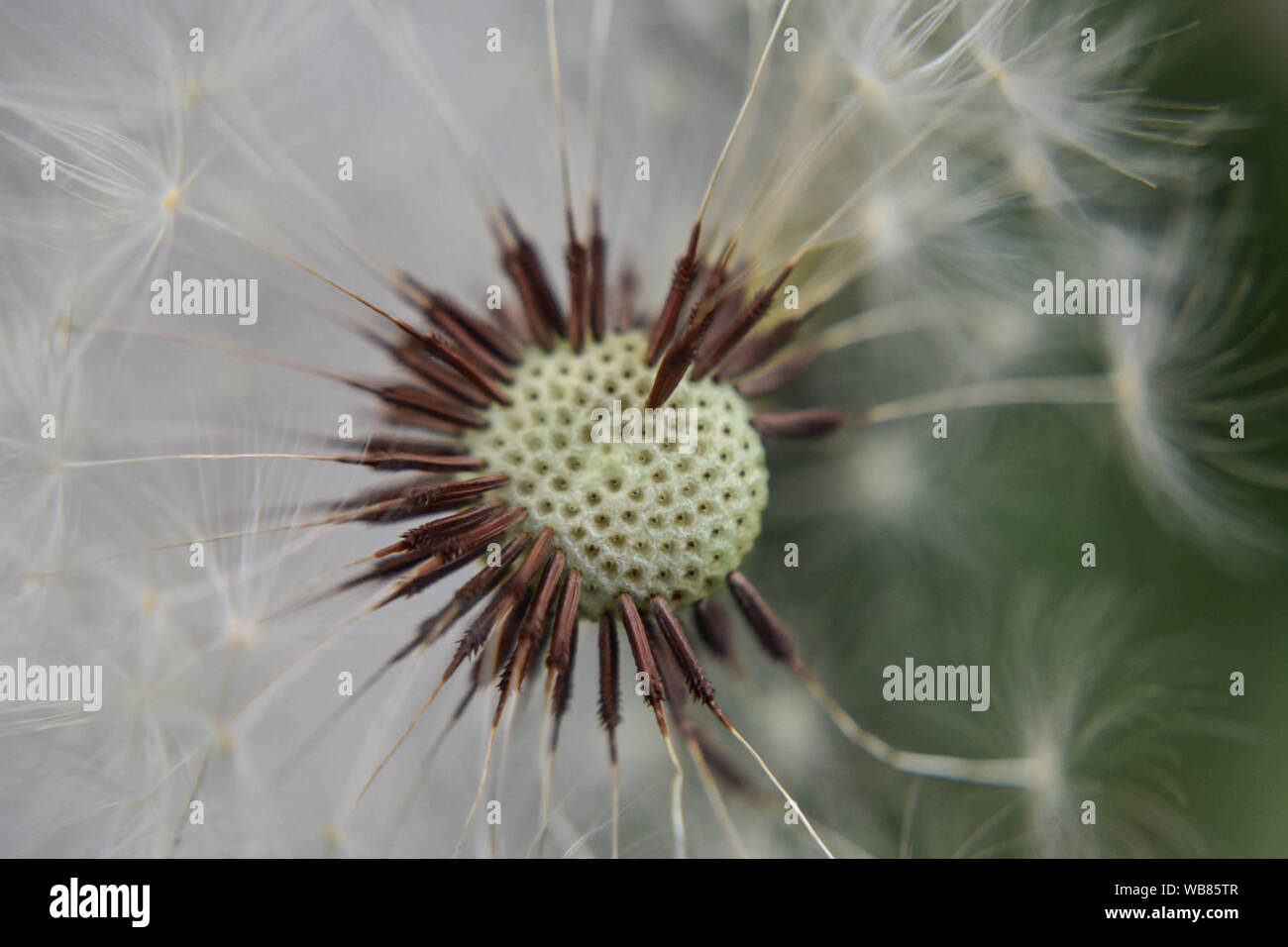 Closeup of dandelion seed/ conceptual image of luck and good wishes Stock Photo