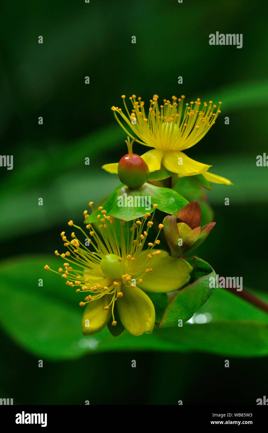 Tutsan flower hi-res stock photography and images - Alamy