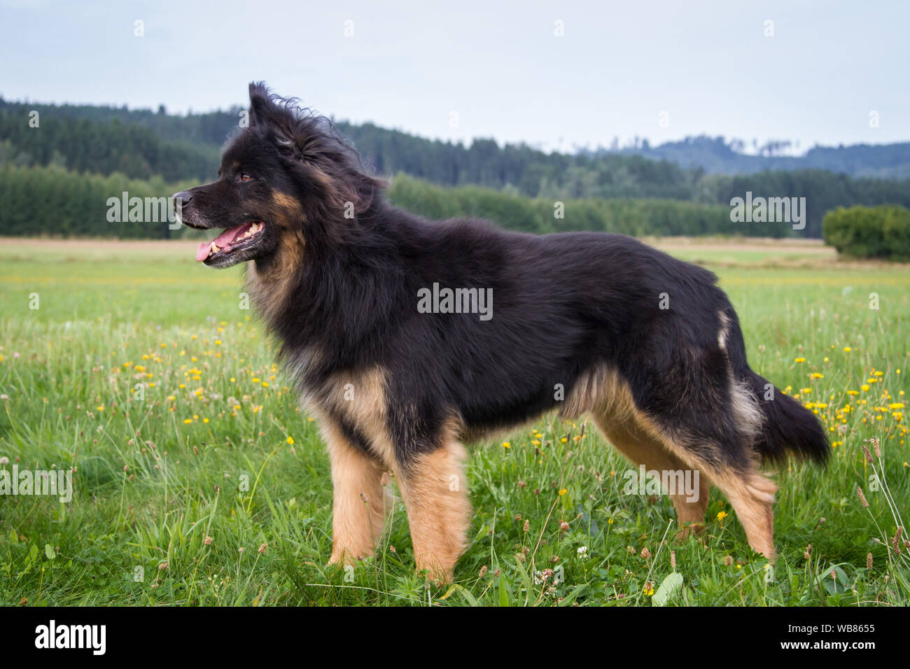 bicolor german shepherd
