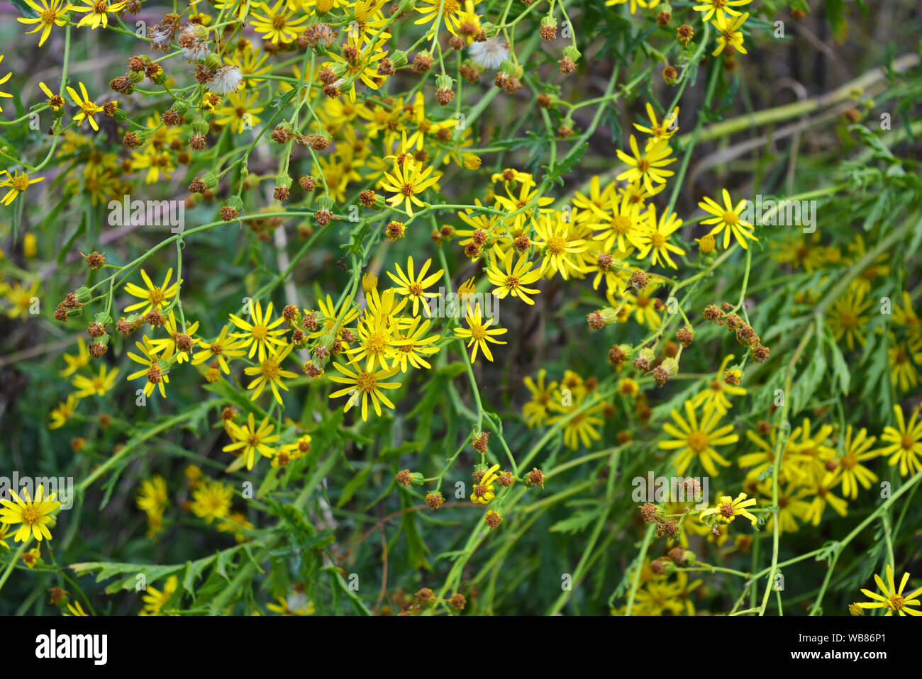 Yellow small flowers of common Jacobian in nature, jacobaea vulgaris, senecio jacobaea, ragwort, common ragwort, stinking willie, tansy ragwort. Stock Photo