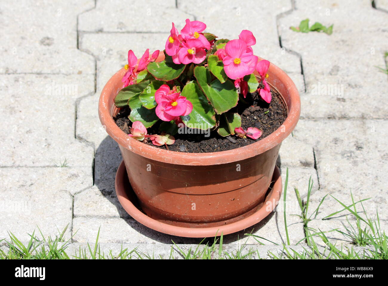 Begonia Plant With Dark Pink Flowers With Yellow Center And Light Green Leaves Growing In Single Plastic Flower Pot On Stone Tiles In Front Of Family Stock Photo Alamy