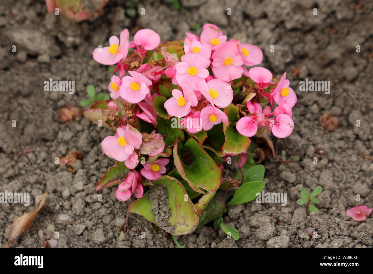 Begonia plants growing in shape of small bush with dark pink flowers and  yellow center surrounded with light green leaves and dry soil Stock Photo -  Alamy