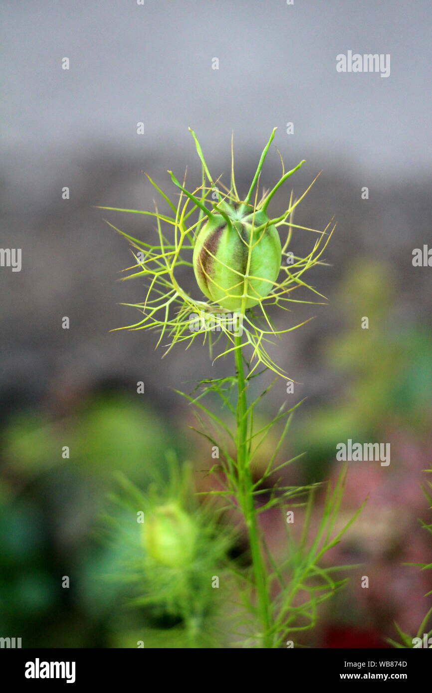 Closed flower bud of Fennel flower or Foeniculum vulgare surrounded