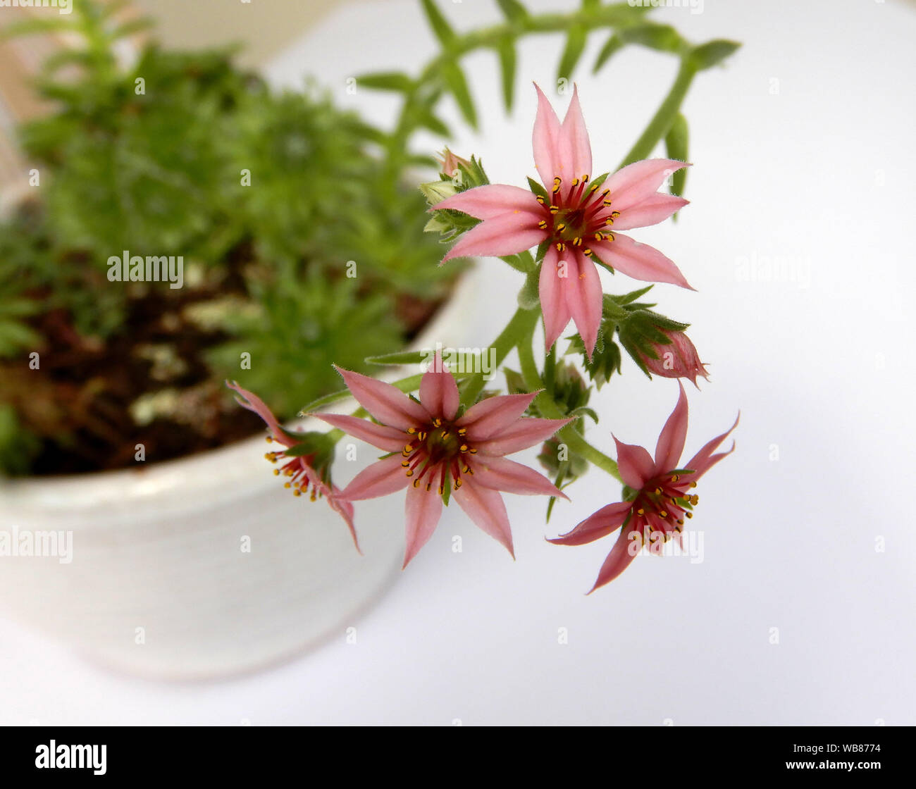 Flowering sempervivum arachnoideum, succulent with little pink blooms Stock Photo