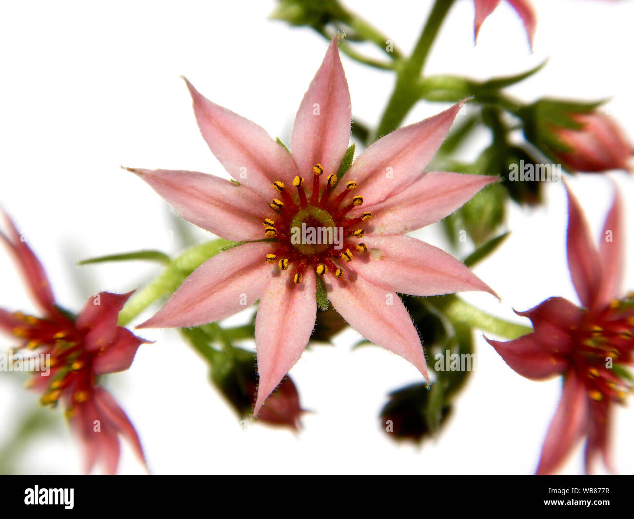Flowering sempervivum arachnoideum, succulent with little pink blooms Stock Photo