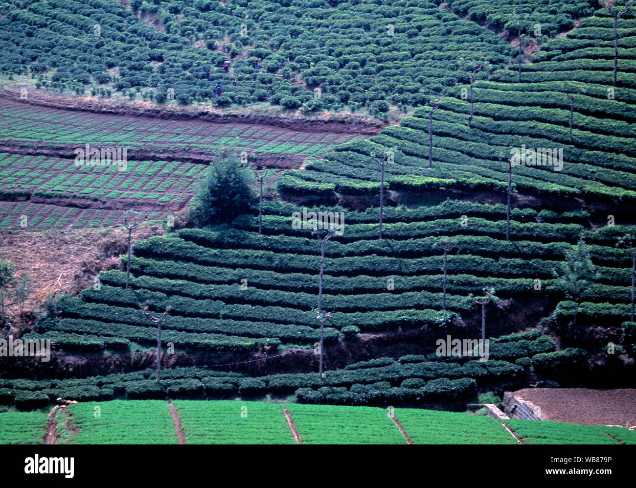 asia, asian, India, large tea plantation on sloping landscape Stock Photo