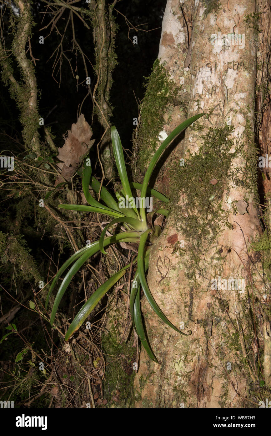Epiphyte in Bosque Los Arrayanes wich is a forest with Arrayanes trees ...