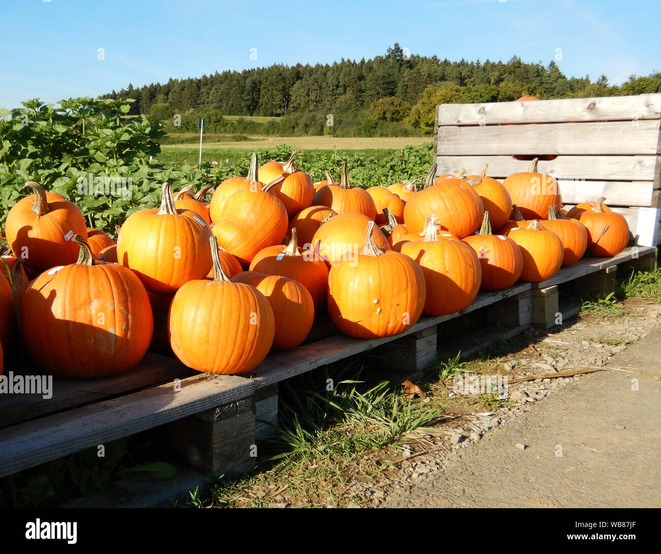 Decorative harvested pumpkins and gourds Stock Photo - Alamy