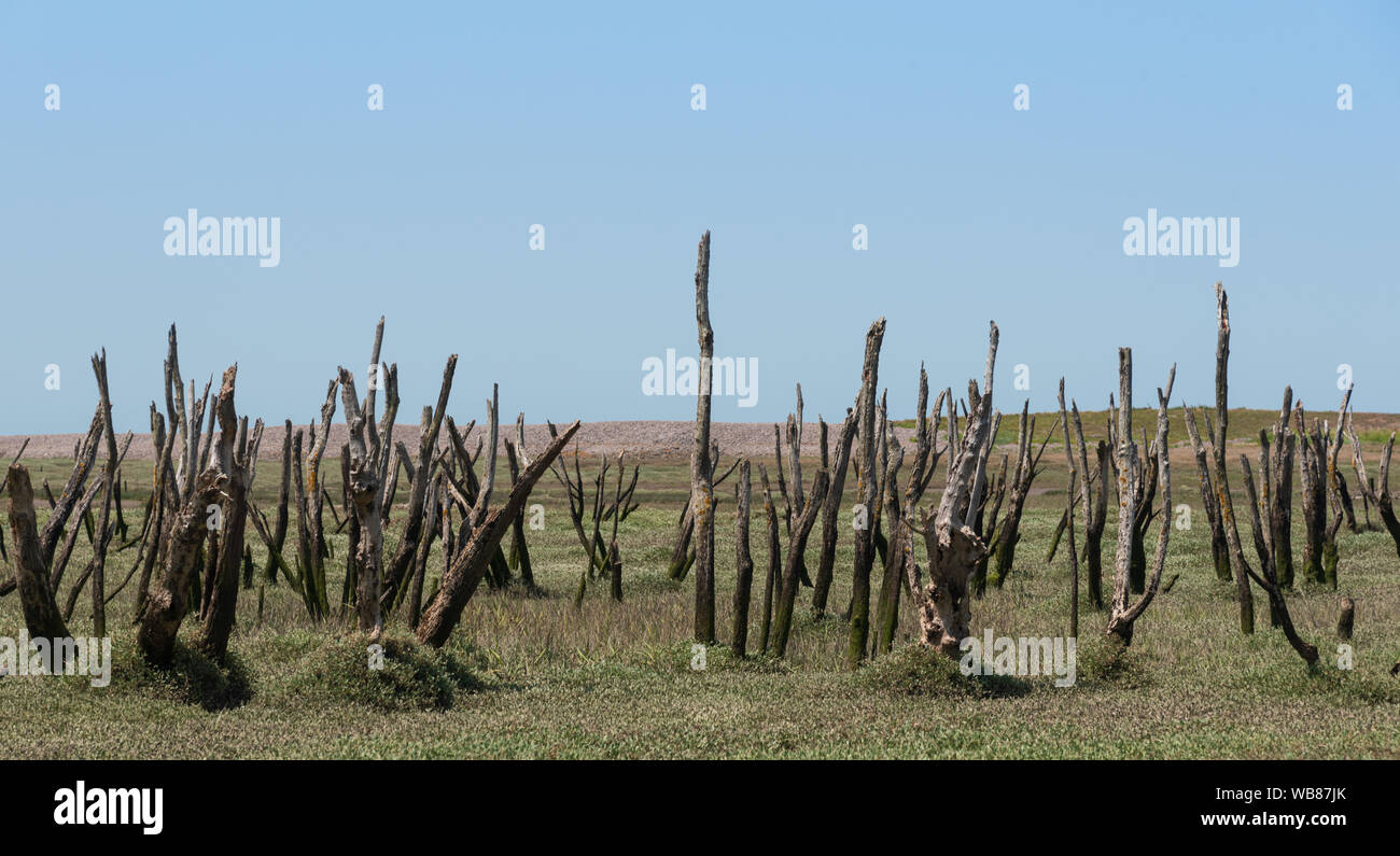 Porlock salt marsh with skeletal trees Stock Photo