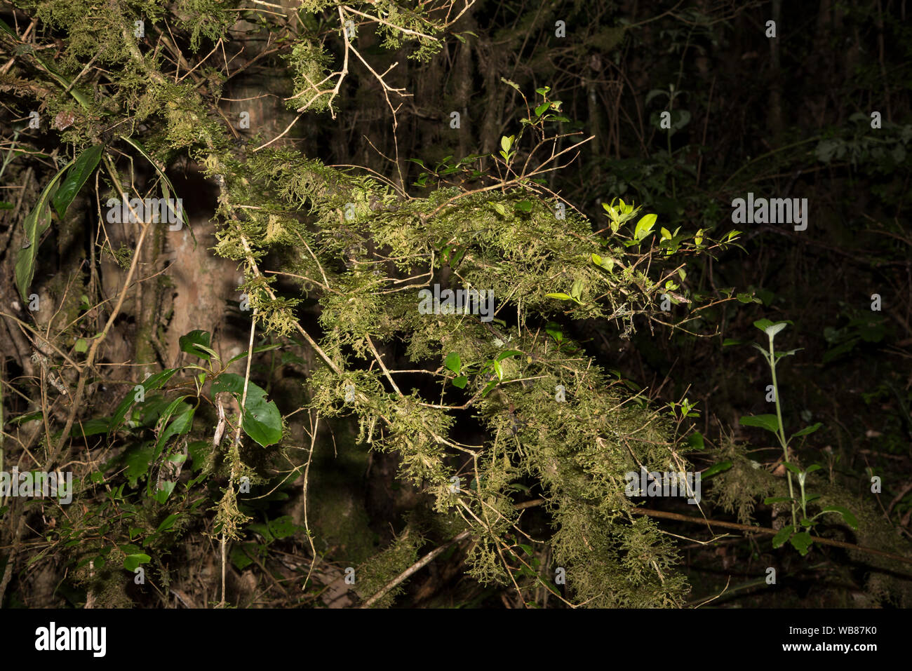 Heiliger Wald High Resolution Stock Photography and Images - Alamy
