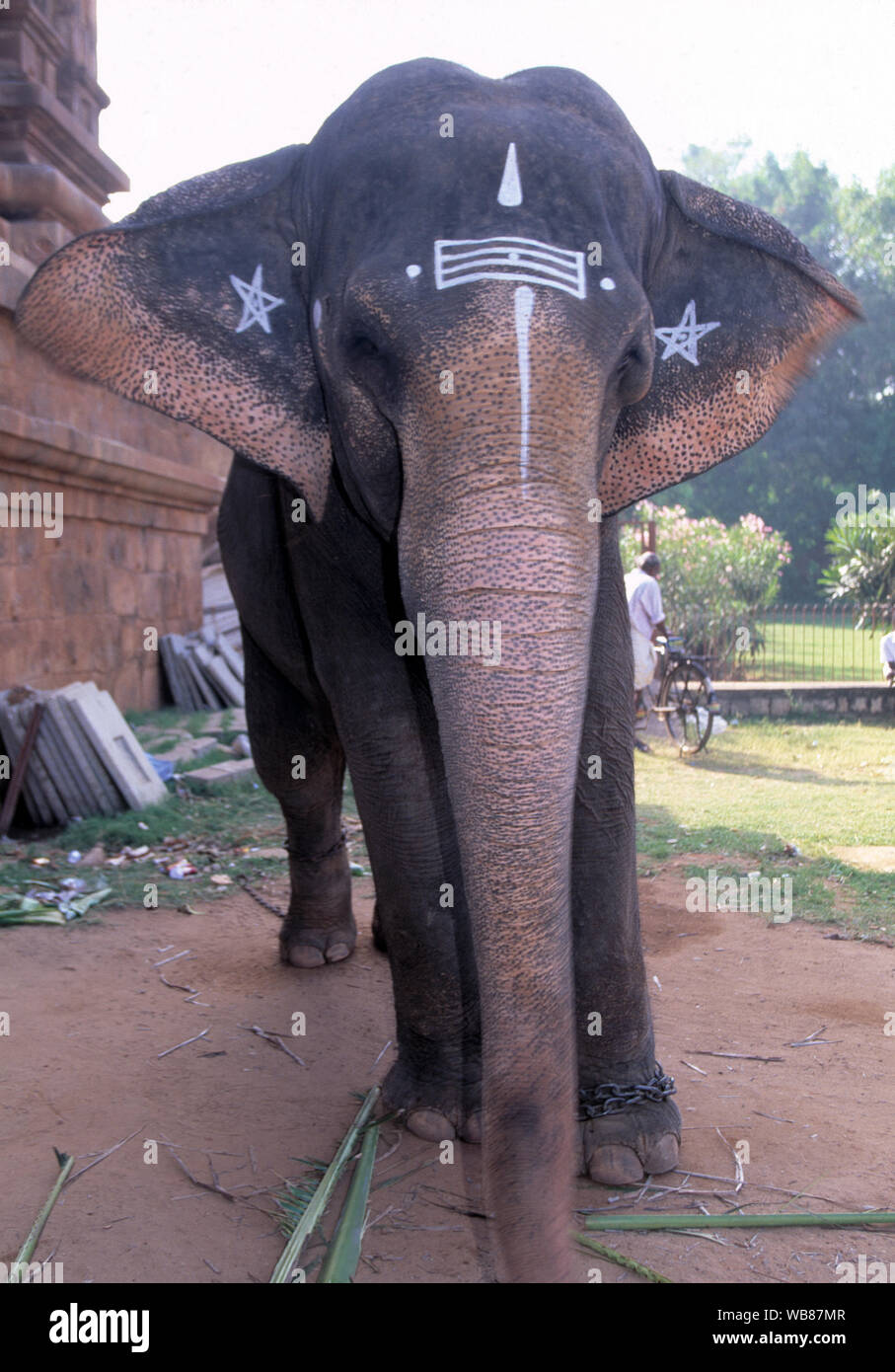 India, large indian elephant painted for ceremonial festivals, Stock Photo